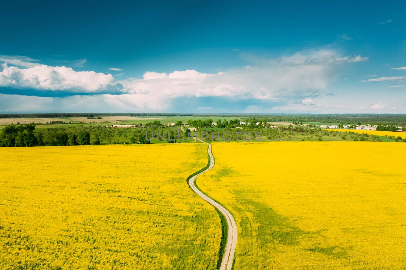 Aerial View Of Agricultural Landscape With Flowering Blooming Rapeseed, Oilseed In Field In Spring Season. Blossom Of Canola Yellow Flowers. Beautiful Rural Country Road.
