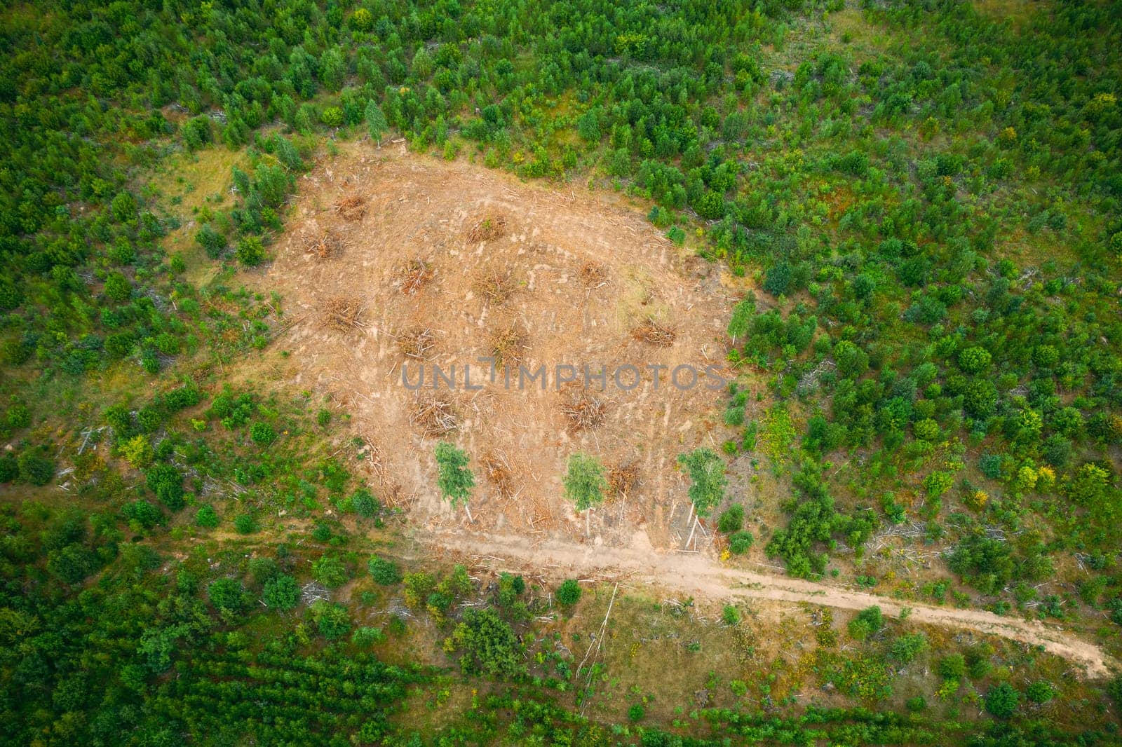 Elevated Aerial View Green Forest Deforestation Area Landscape. Top View Of Fallen Woods Trunks And Growing Forest. European Nature From High Attitude In Summer Season.