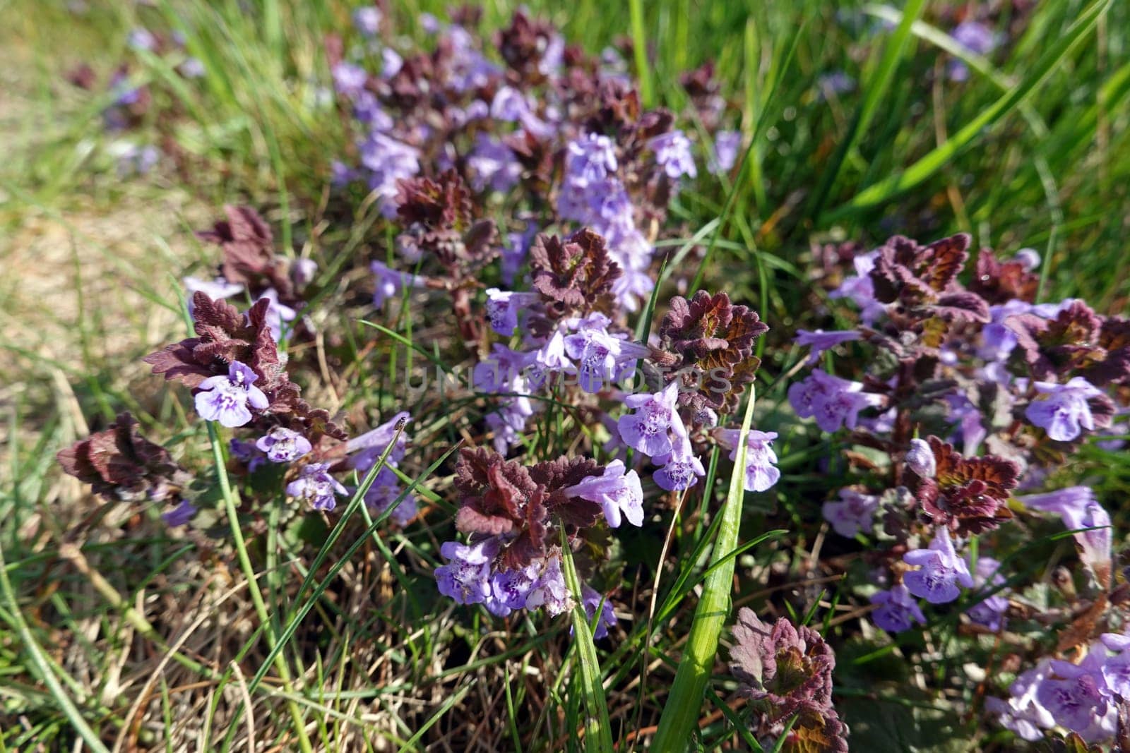 Gundermann (Glechoma hederacea), auch Echt-Gundelrebe, Gundelrebe oder Erdefeu