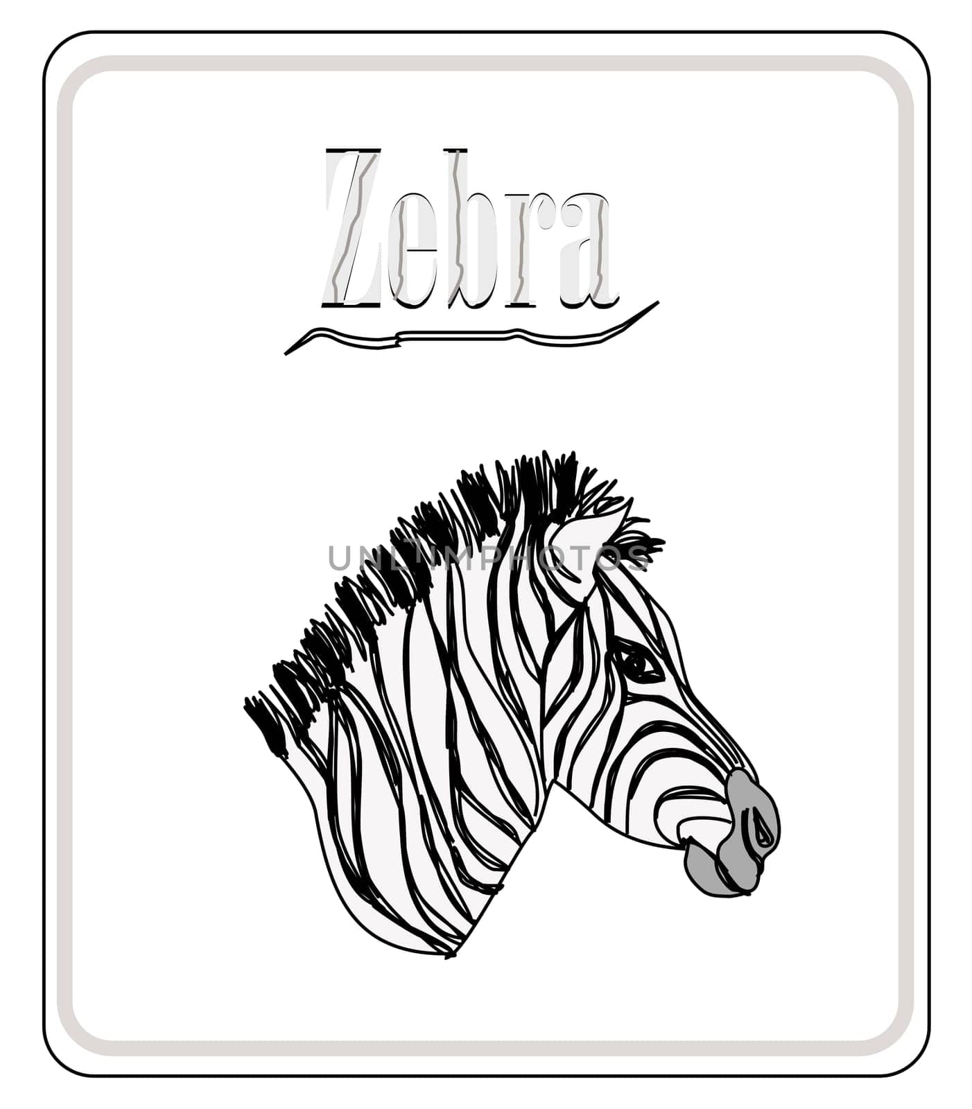 Zebra. Hand drawn sketch illustration isolated on white background