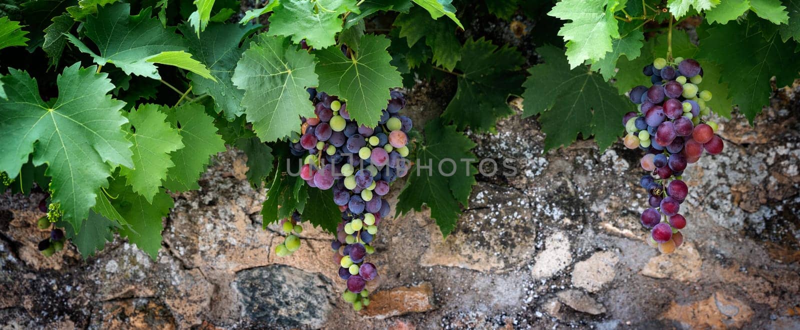 mixed colored grape-vine in front of a typical wall in France