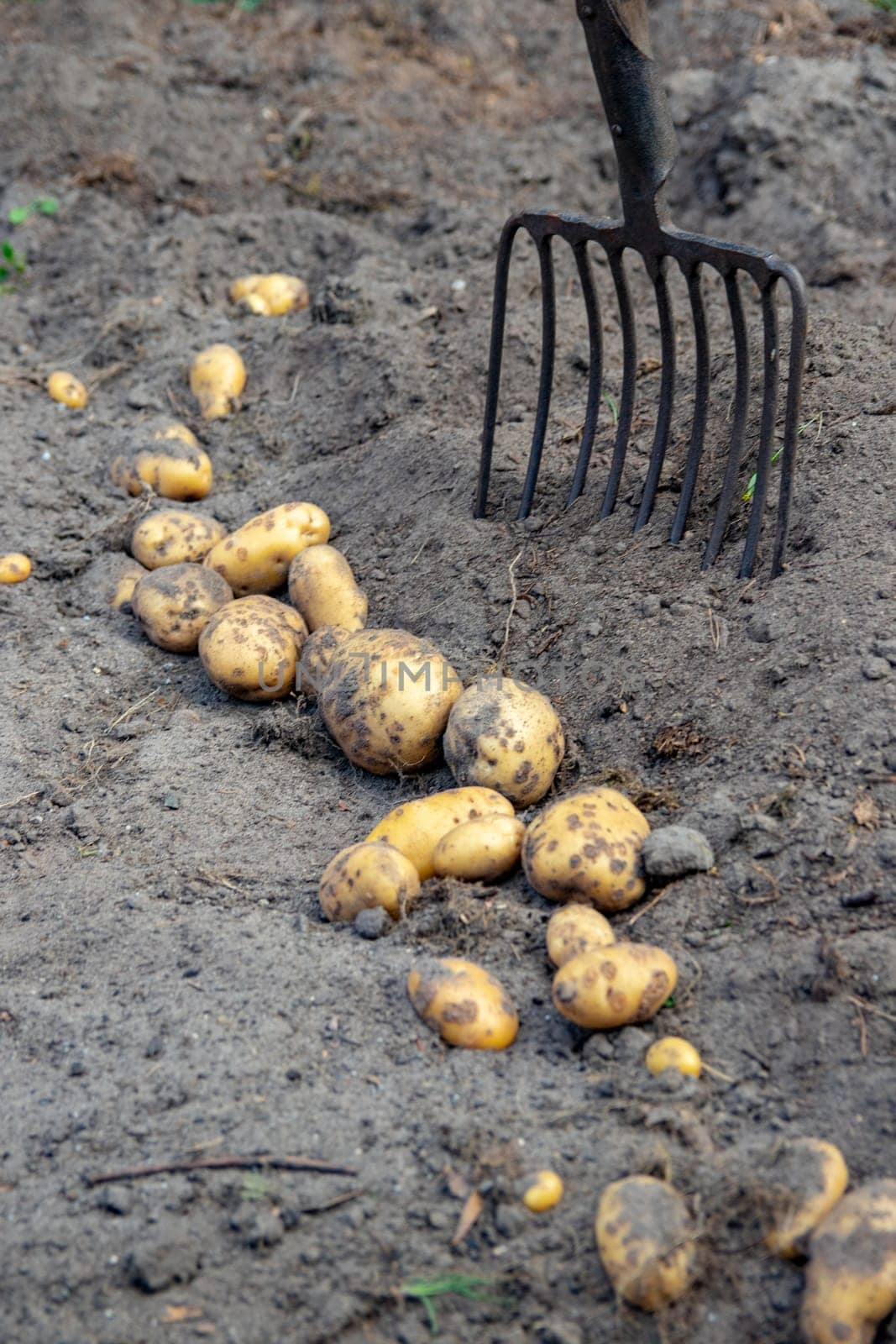 Potatoes being harvested. Fresh organic potatoes are lifted out of the ground with a pitchfork and stored. Farmer in the garden. Harvesting potatoes from soil.