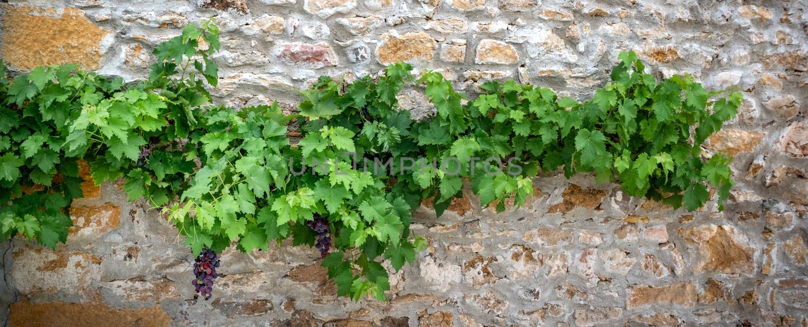 mixed colored grape-vine in front of a typical wall in France