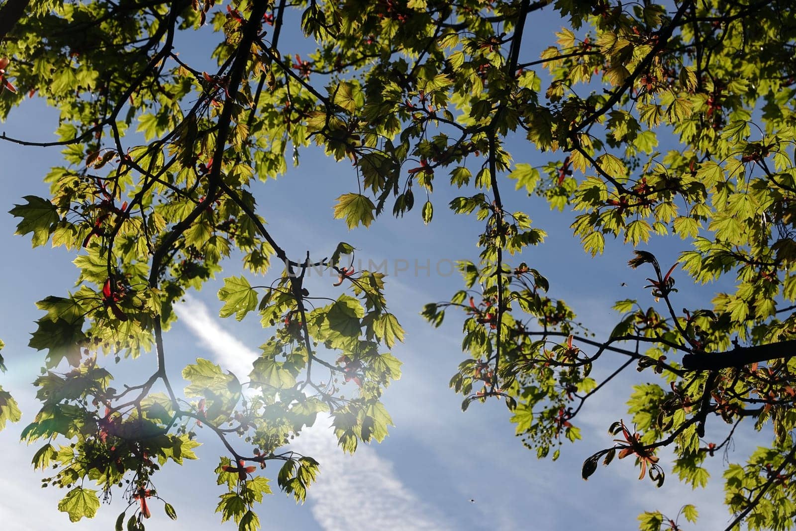 Spitz- Ahorn (Acer platanoides) Blüten und junge Blätter, Nordrhein-Westfalen, Deutschland, Weilerswist