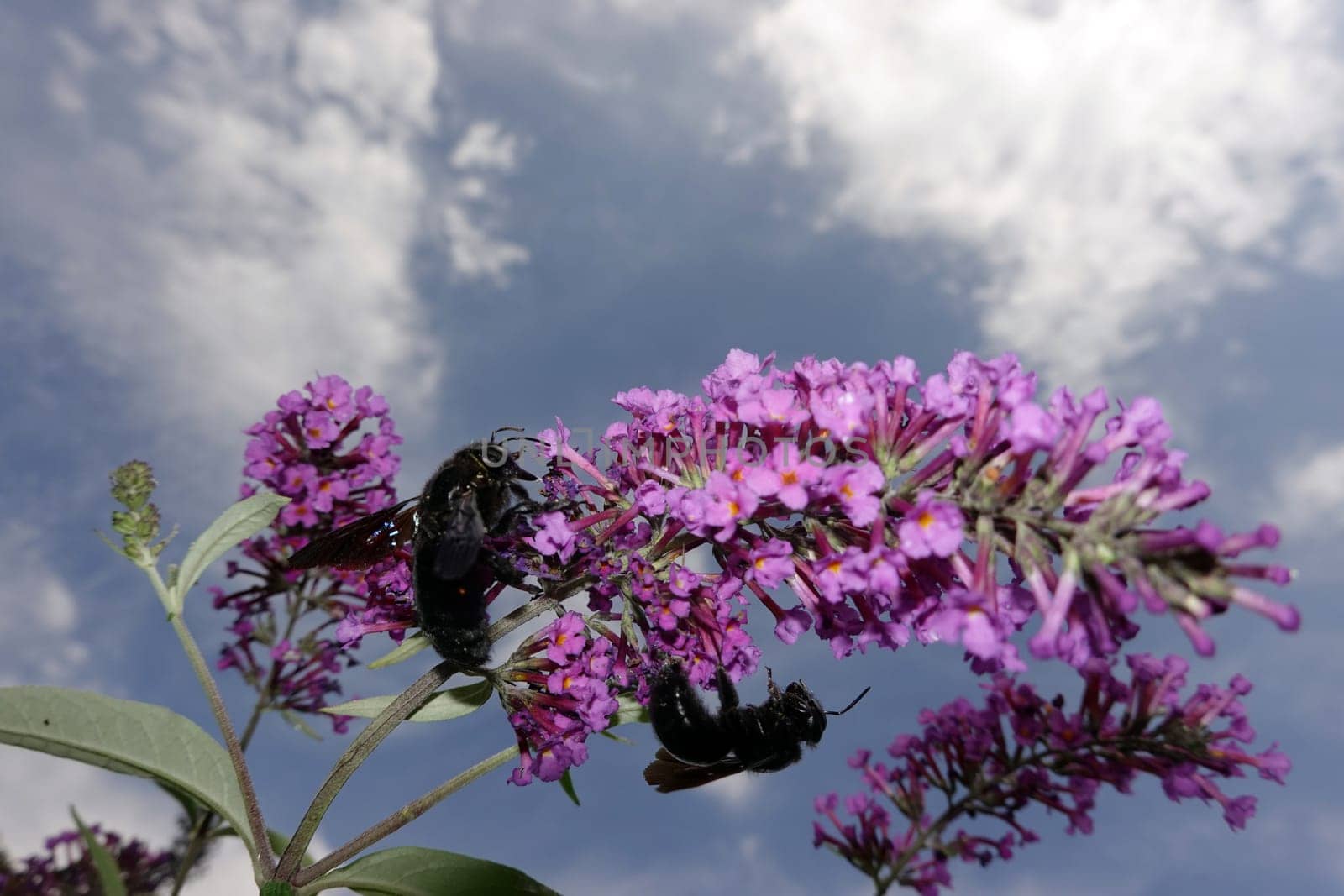 Große Blaue Holzbiene, auch Blauschwarze oder Violettflügelige Holzbiene (Xylocopa violacea) an der Blüte eines Schmetterlingsflieder oder Sommerflieder (Buddleja davidii)