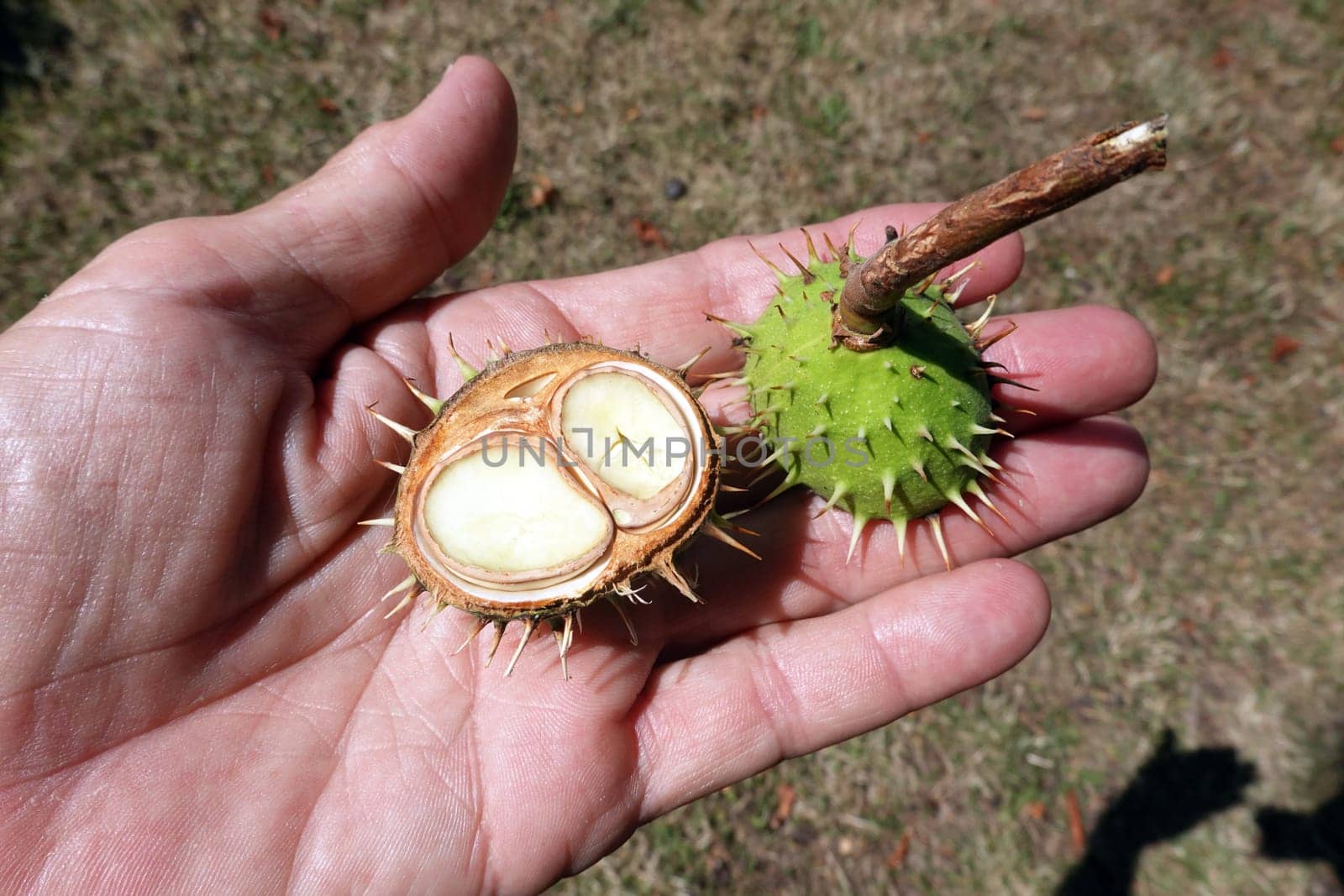 Kastanie (Aesculus hippocastanum) mit einer Zwillingsfrucht auf einer Handfläche
