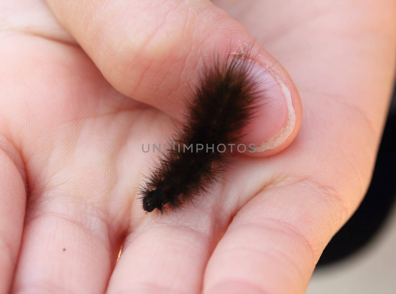 A brown caterpillar crawling on a child's hand.Eine braune Raupe kriecht auf einer Kinderhand