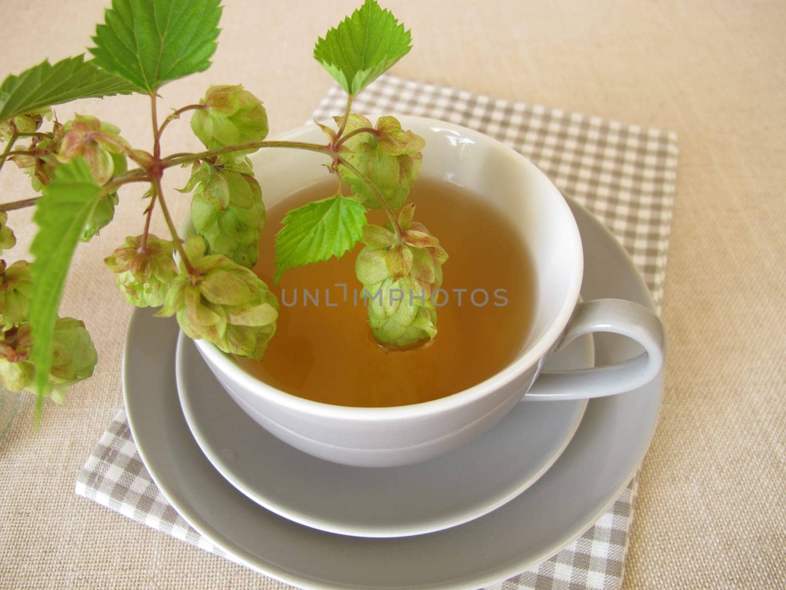 Hops tea, herbal tea with hop flowers
