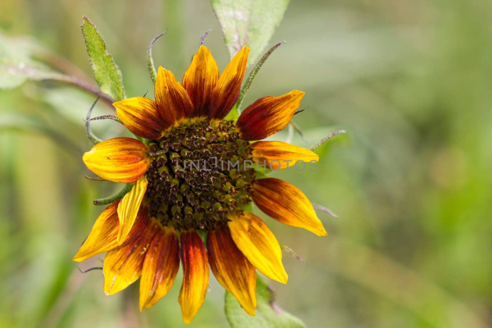 sunflowers in the garden (Helianthus)
