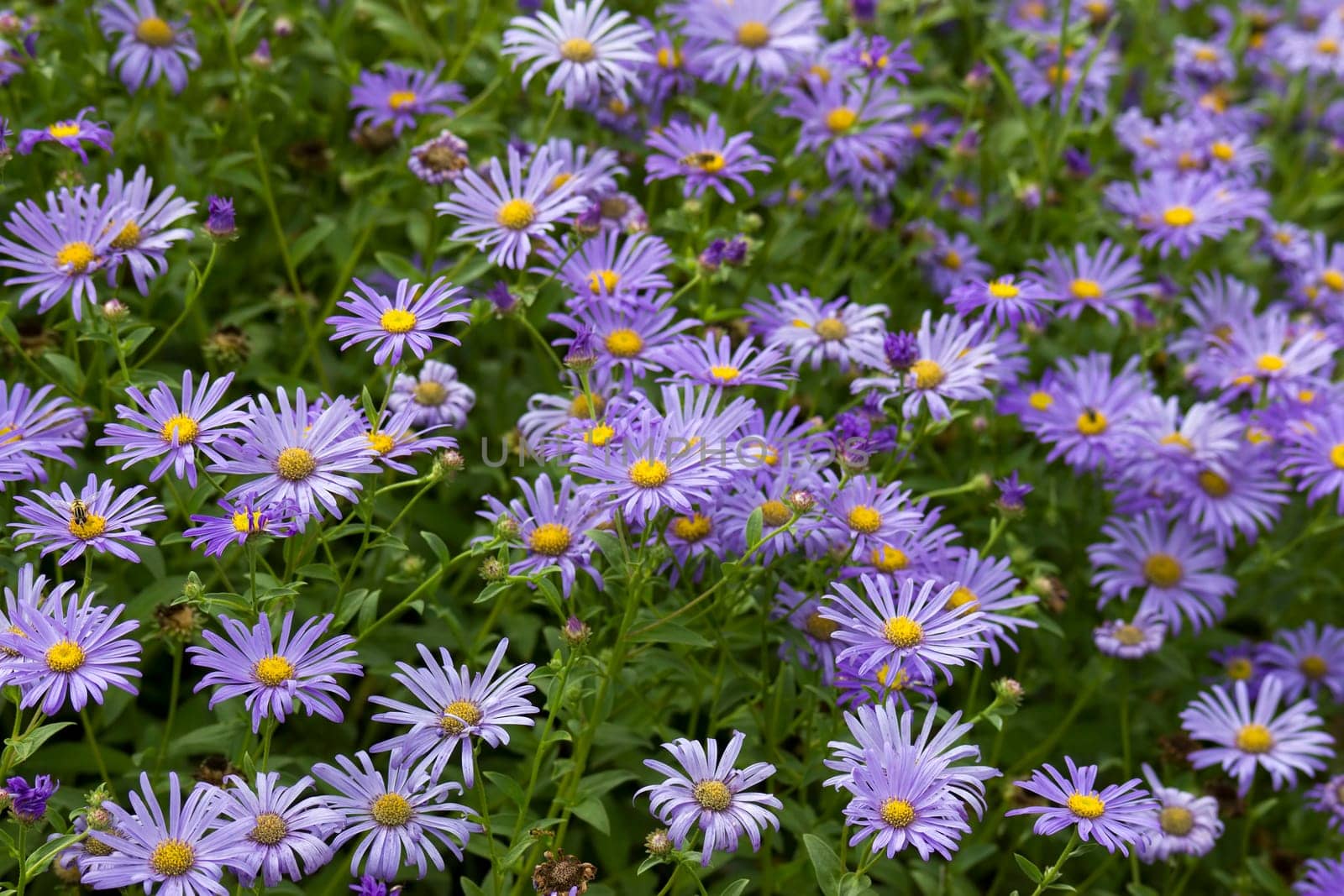 Alpine Aster (Aster alpinus) . Decorative garden plant with purple flowers. Beautiful perennial plant for rock garden.