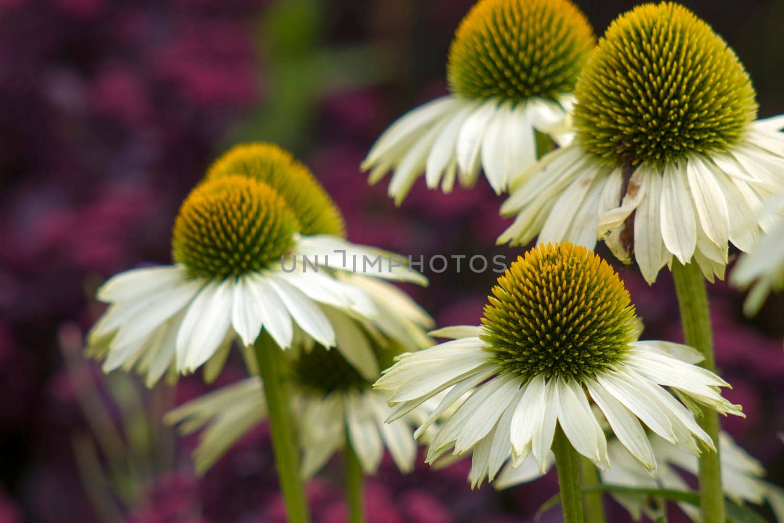 echinacea - coneflowers in the garden