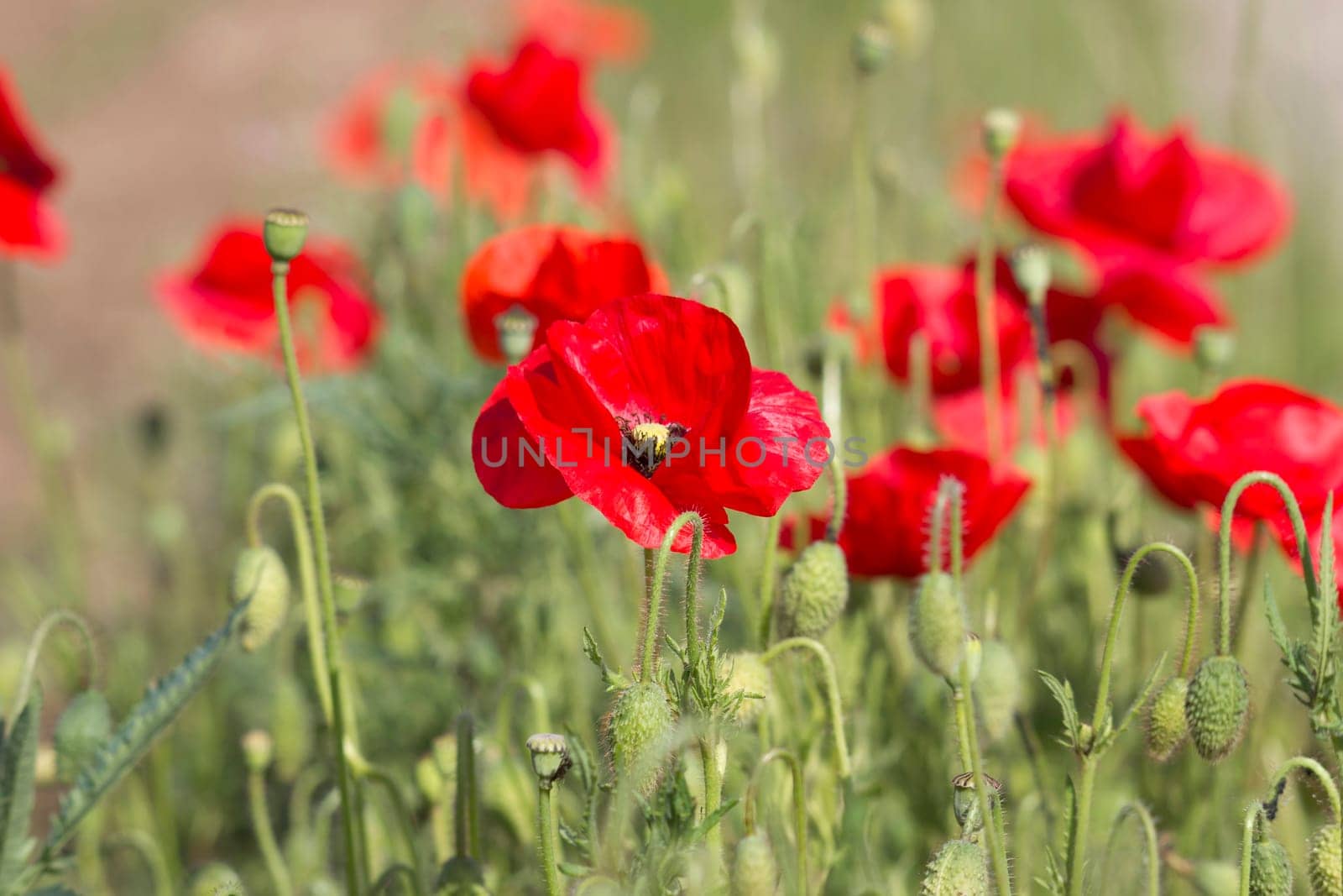 in the meadow - wild poppy flowers - soft focus