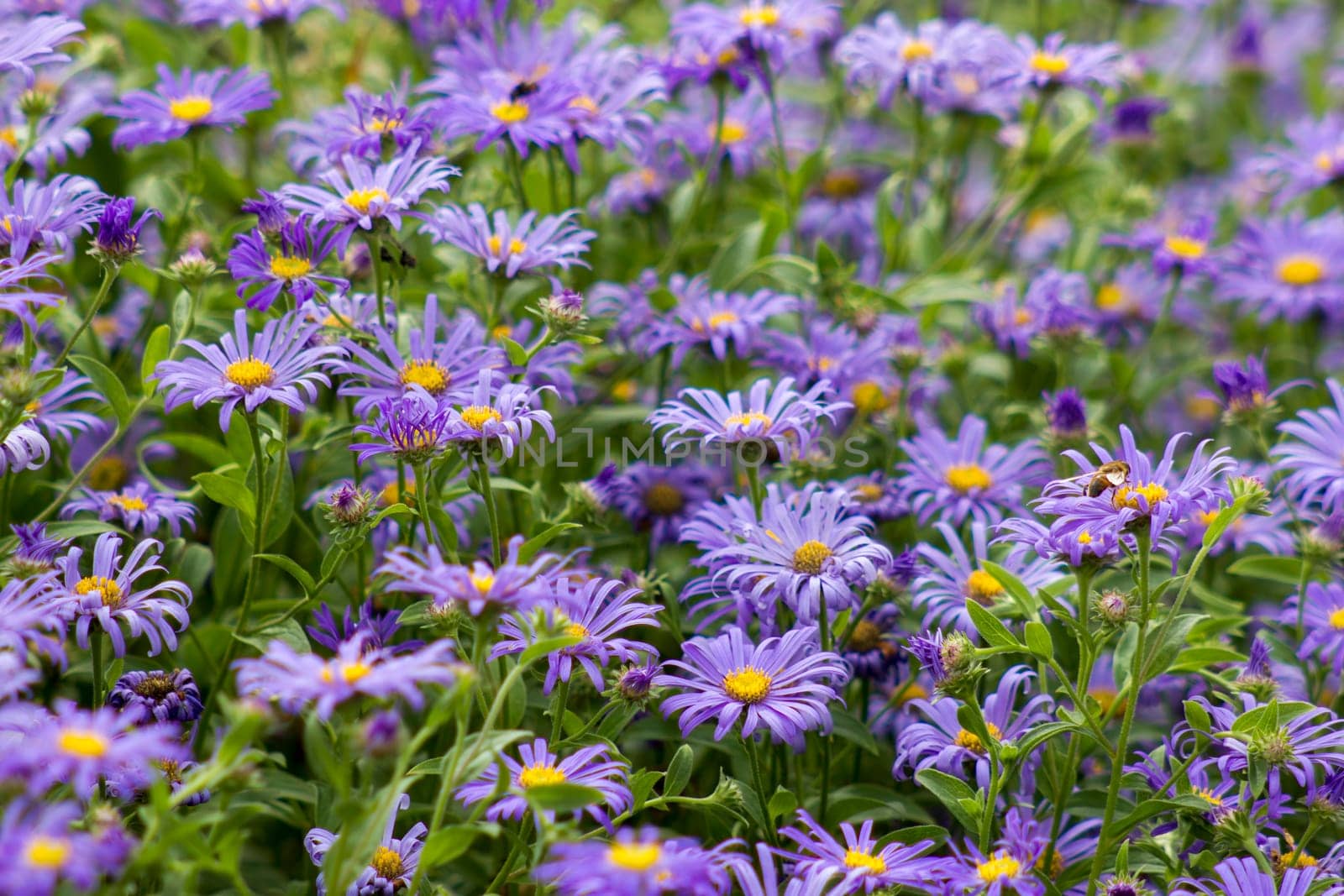 Alpine Aster (Aster alpinus) . Decorative garden plant with purple flowers. Beautiful perennial plant for rock garden.