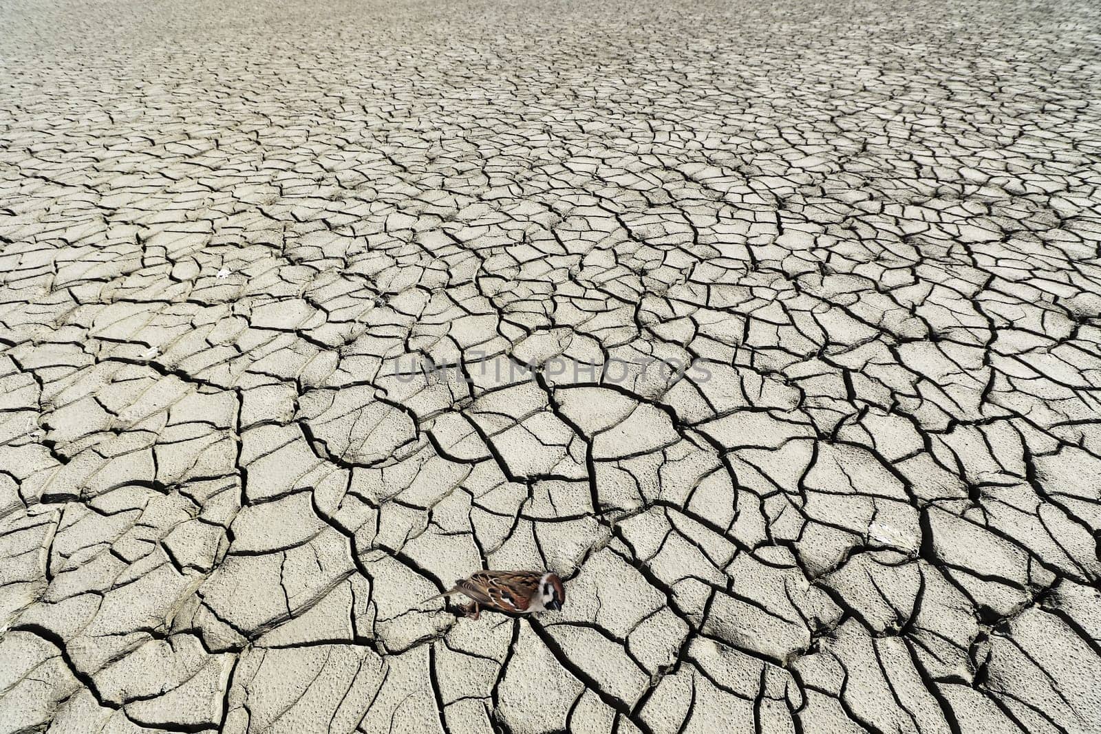 A dead bird lies on a dried up lake