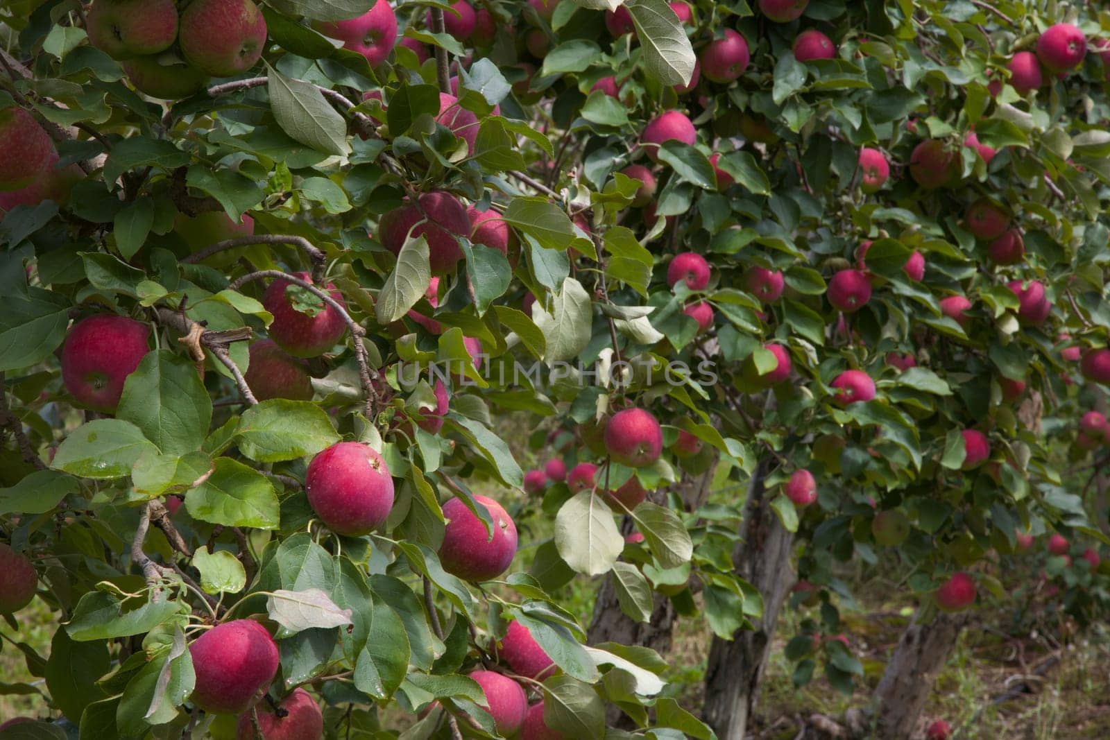 apple trees organic fruits orchard agriculture fresh food harvesting