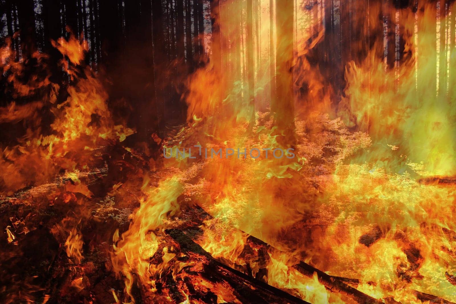 Danger of forest fire during severe drought