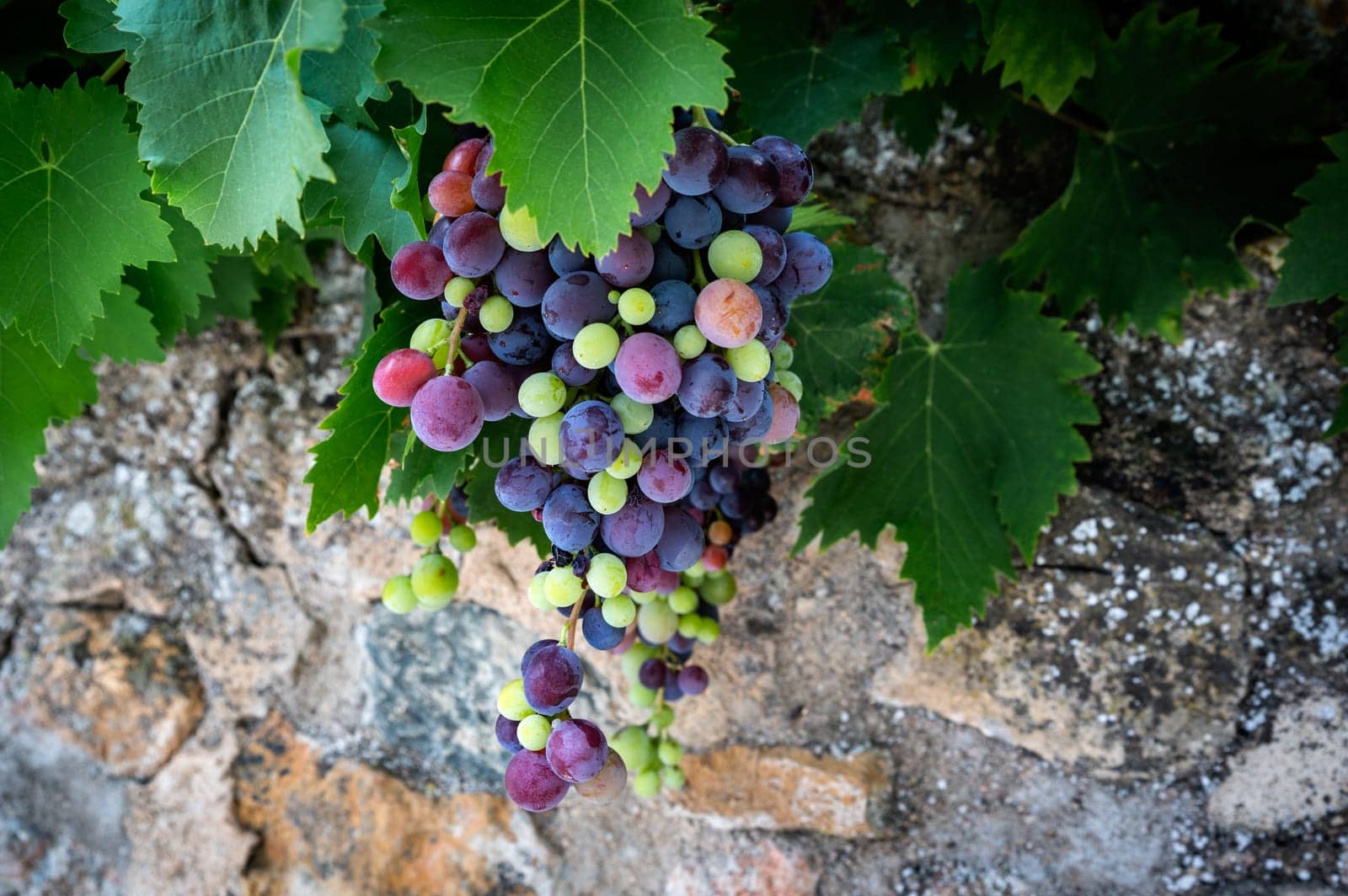 mixed colored grape-vine in front of a typical wall in France