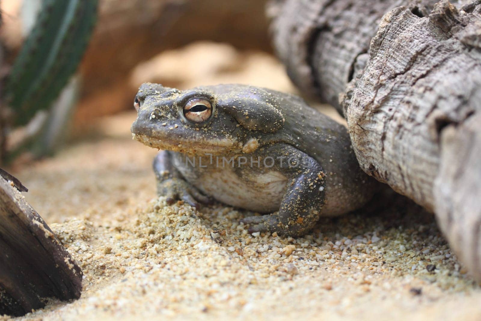 The Colorado River toad (Incilius alvarius), also known as the Sonoran Desert toad, is found in northern Mexico and the southwestern United States.Die Coloradokröte (Bufo alvarius), auch Sonora-Netzkröte genannt, zählt innerhalb der Familie der Kröten (Bufonidae) zur Gattung der Echten Kröten (Bufo)
