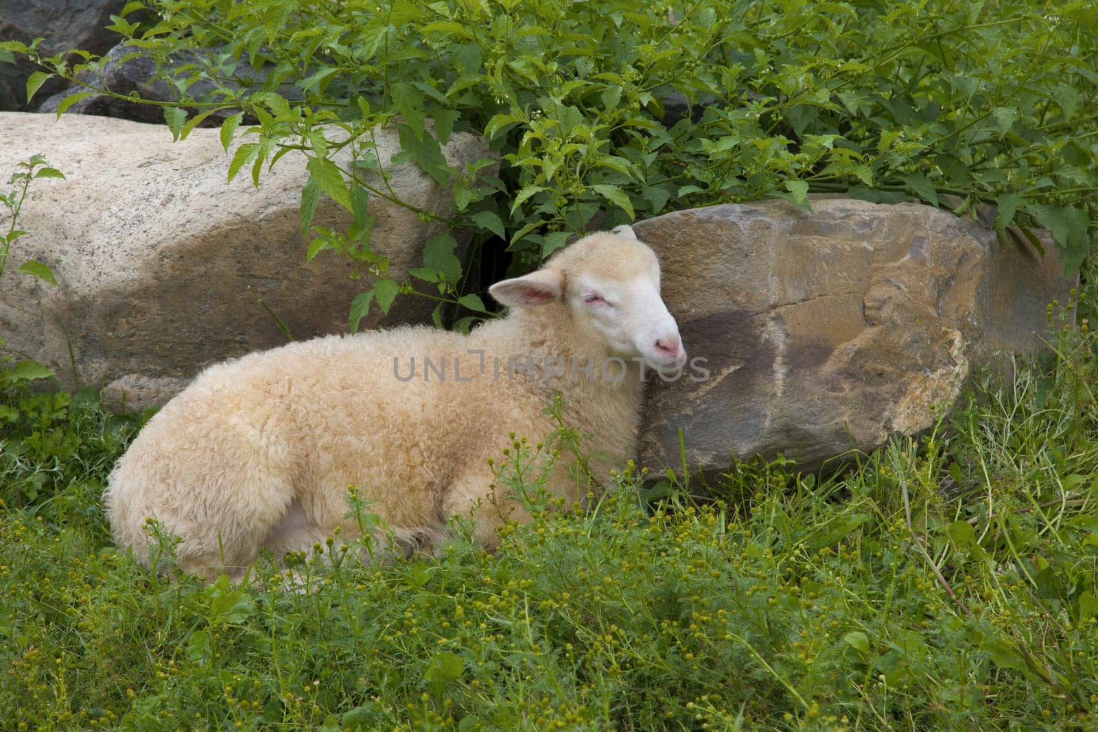 lamb relaxing in green grass sheep and rocks in nature country pasture farm animal
