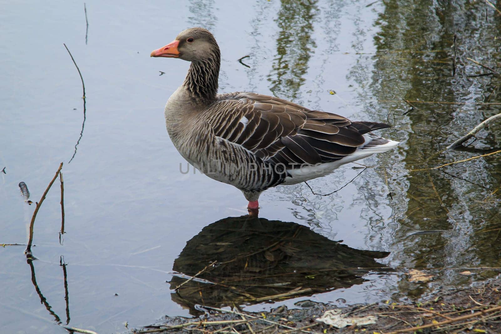 Portrait of a gray goose at a pond.