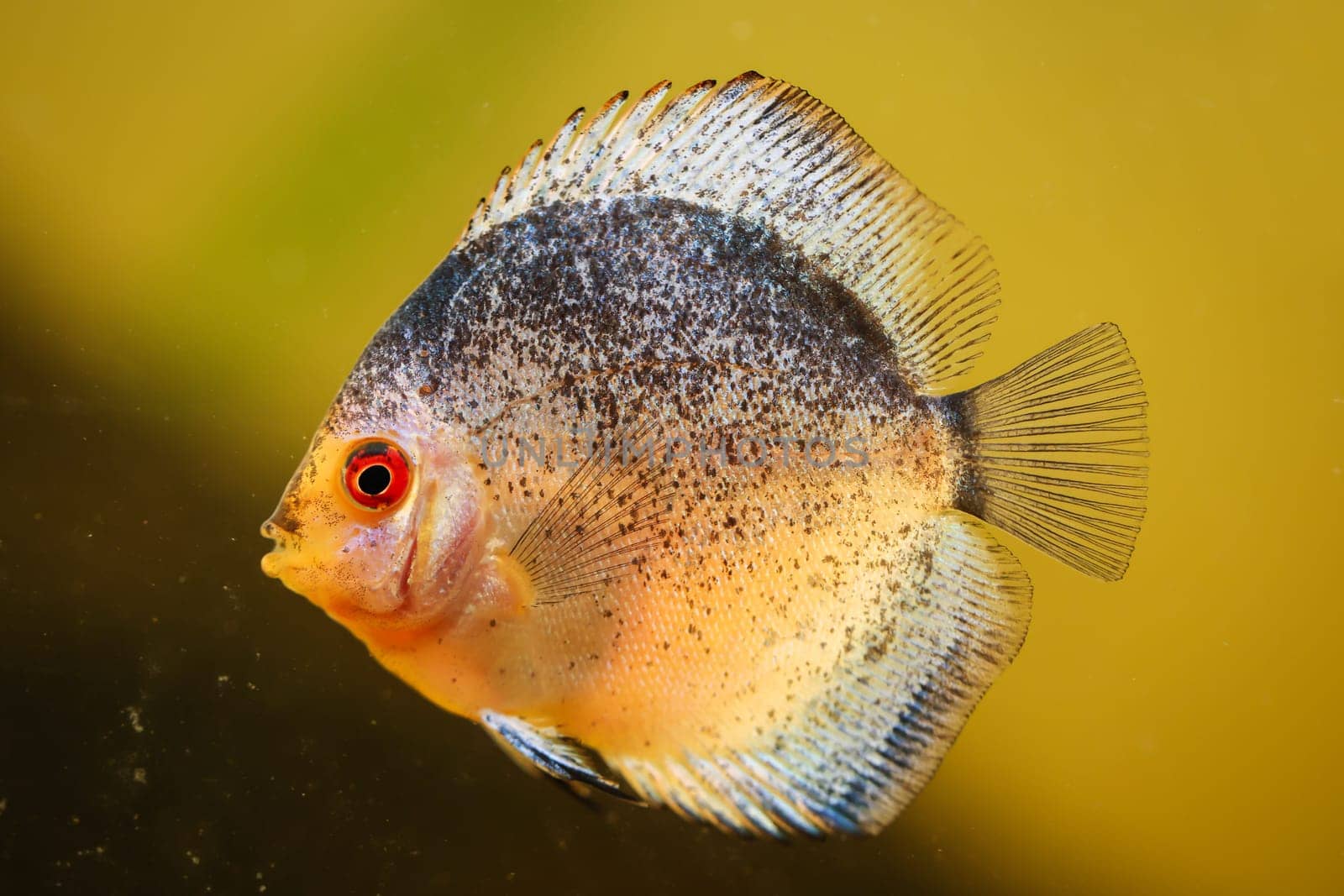 Portrait, close up of discus fish. Discus in aquarium.