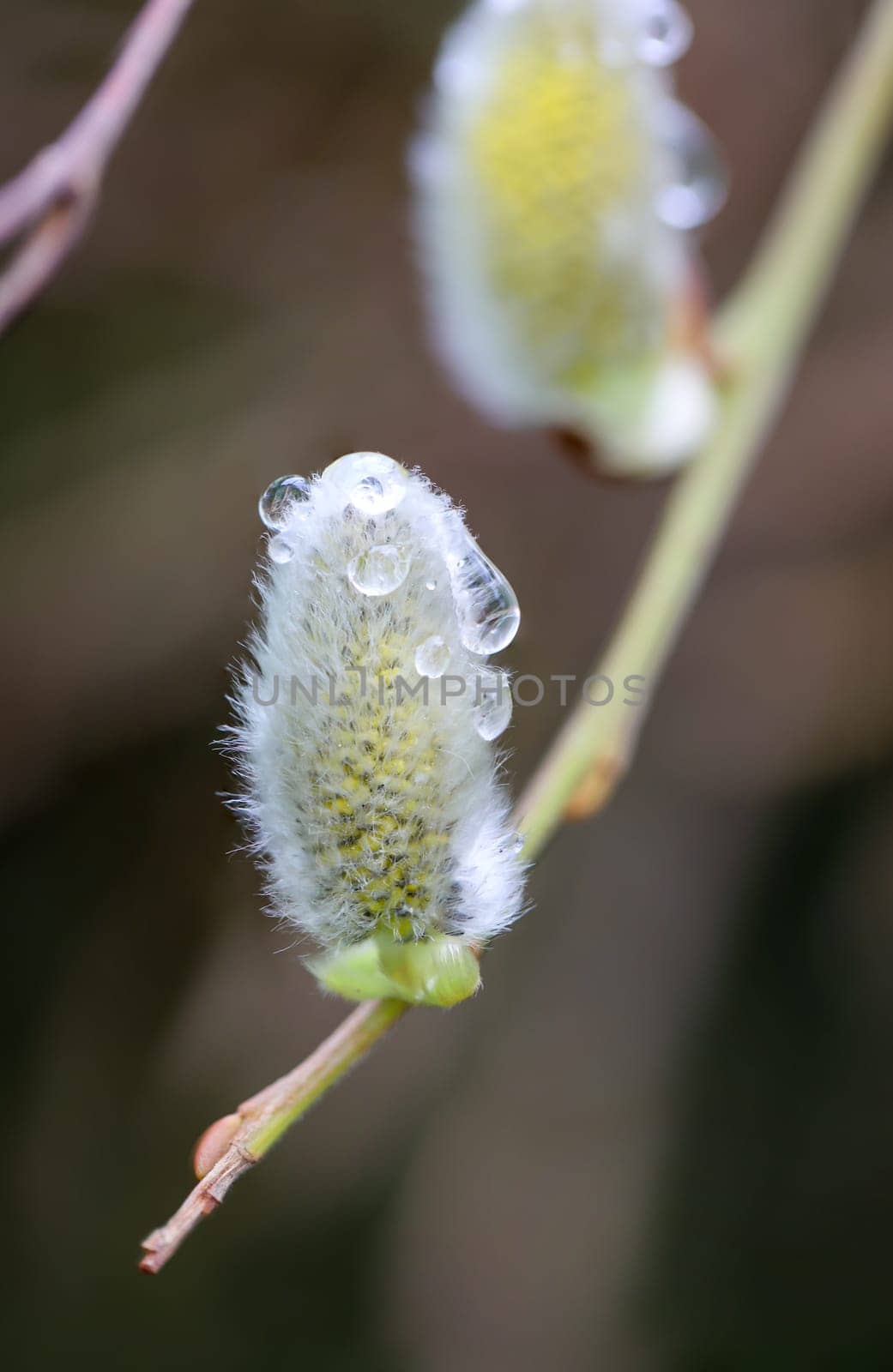 Close-up of a willow catkin. They are the first food of the year for the bees.