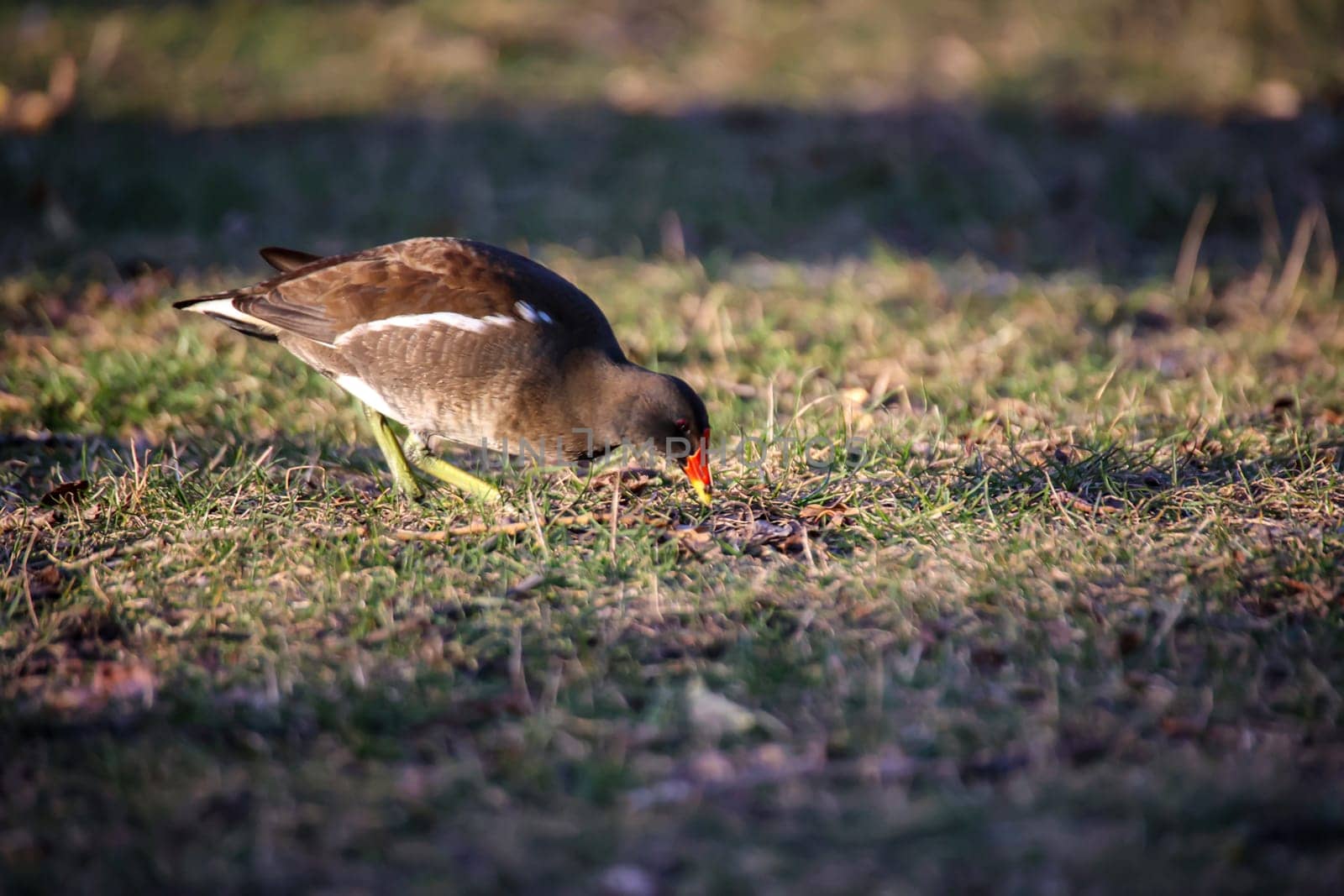A pond rail, pond hen on the edge of a pond.