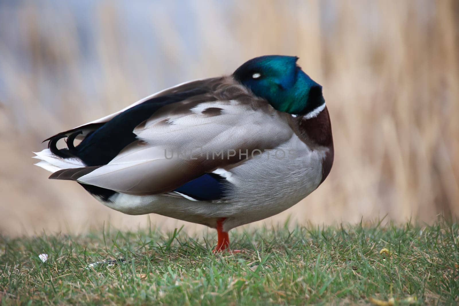Close up of a mallard duck at a pond.