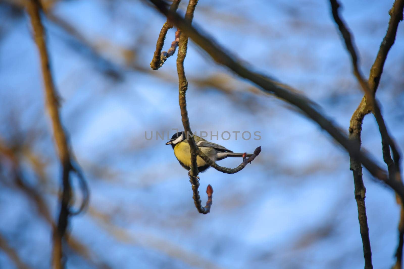 Portrait of a blue tit in the undergrowth of a bush.
