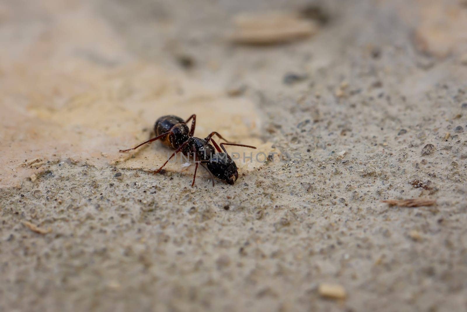 A large ant on stone, with black hind body and brown tailie.
