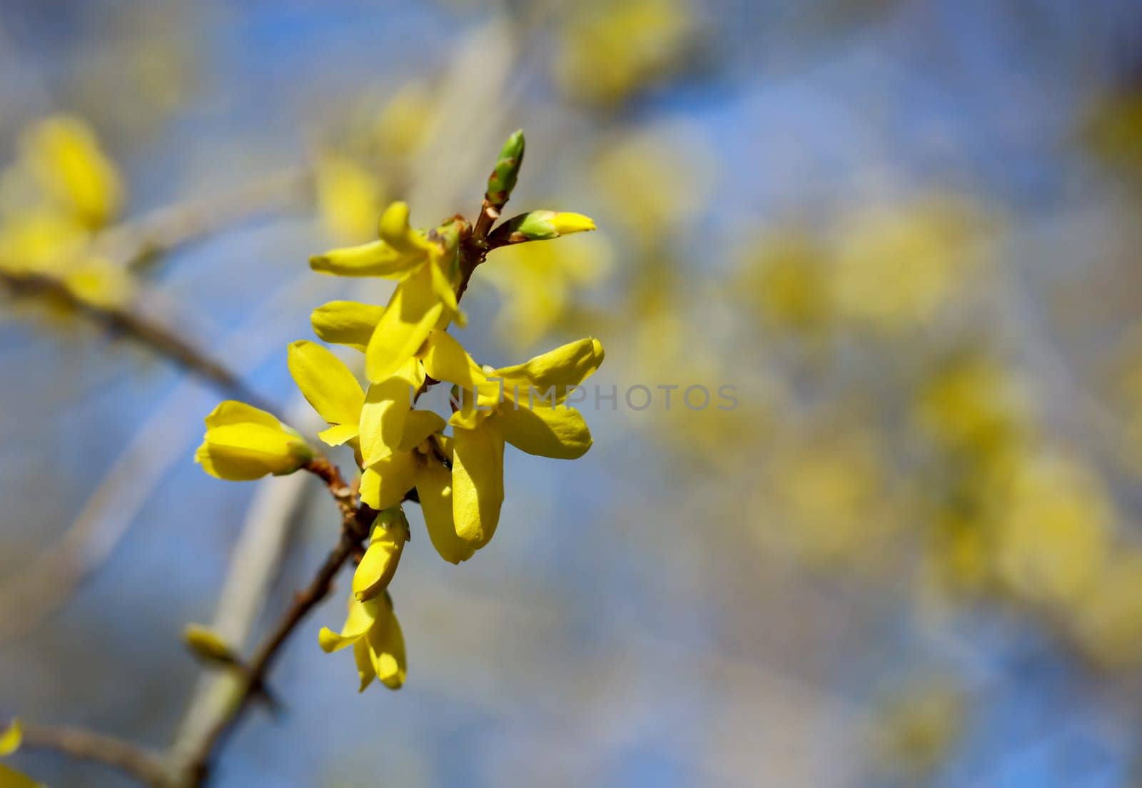 The beautiful yellow flowers of forsythia - forsythia. Look beautiful, do not provide food for bees.