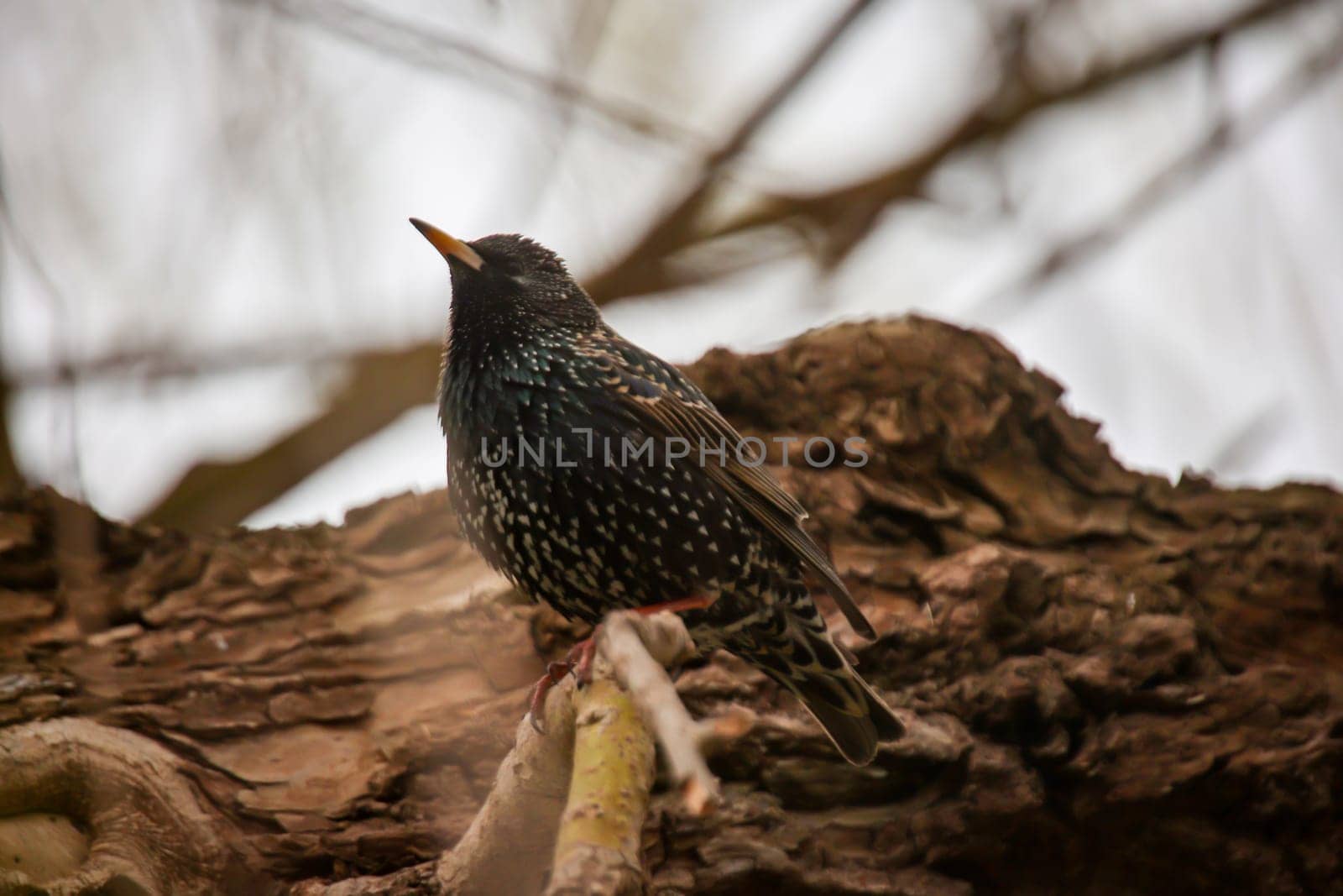 On a tree there is a starling, a songbird.