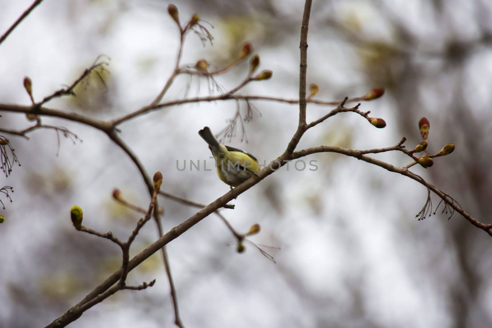 Portrait of a blue tit in the undergrowth of a bush.