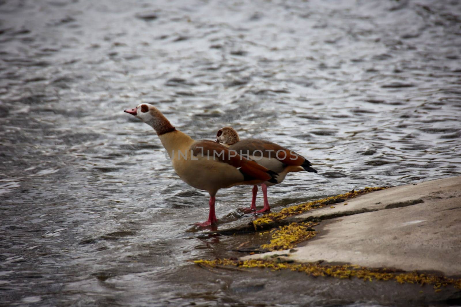 Two Egyptian geese at a pond in spring.