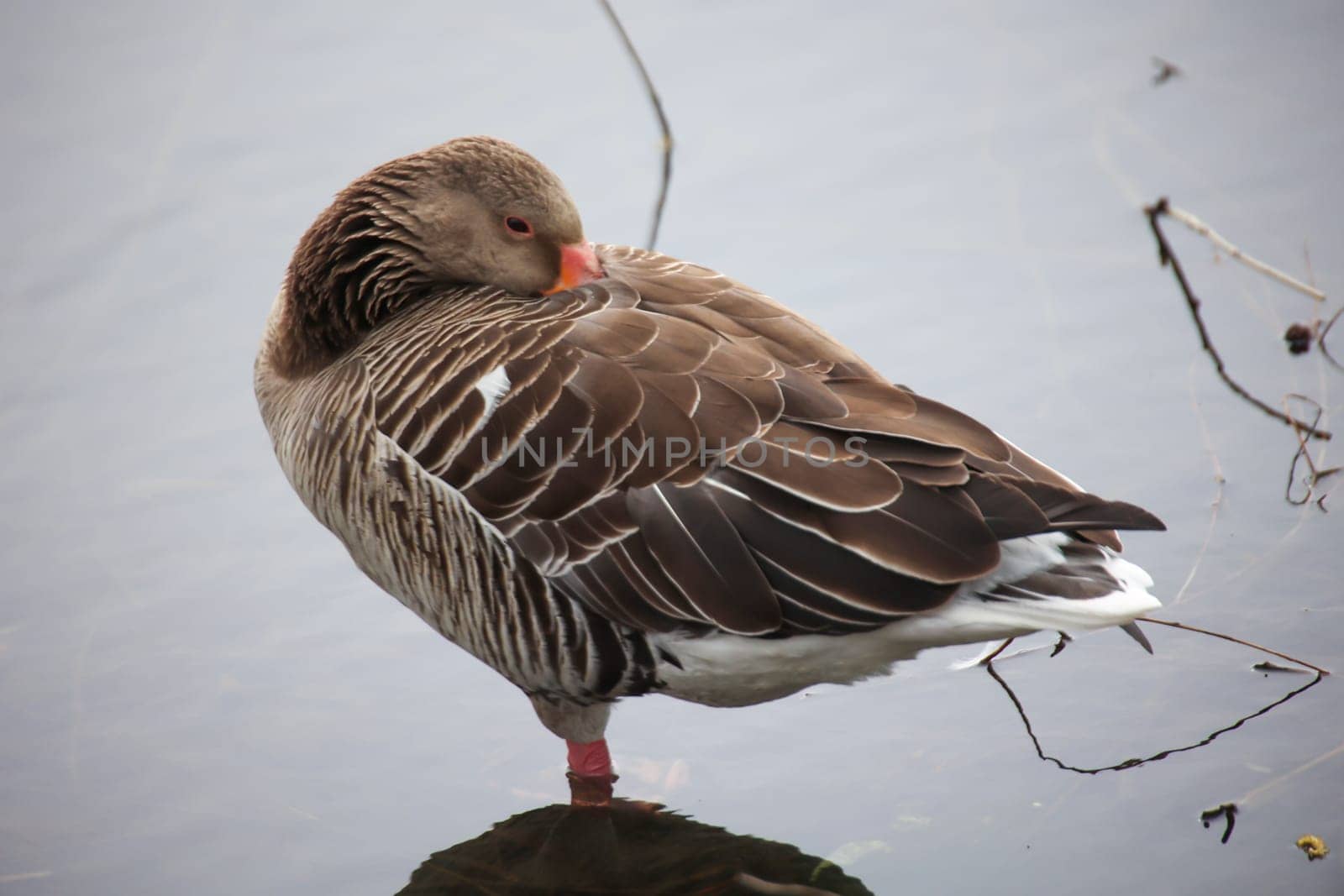 Portrait of a gray goose at a pond.