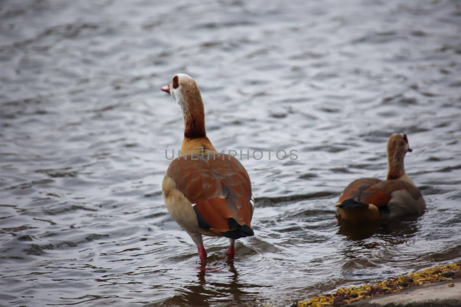 Two Egyptian geese at a pond in spring.