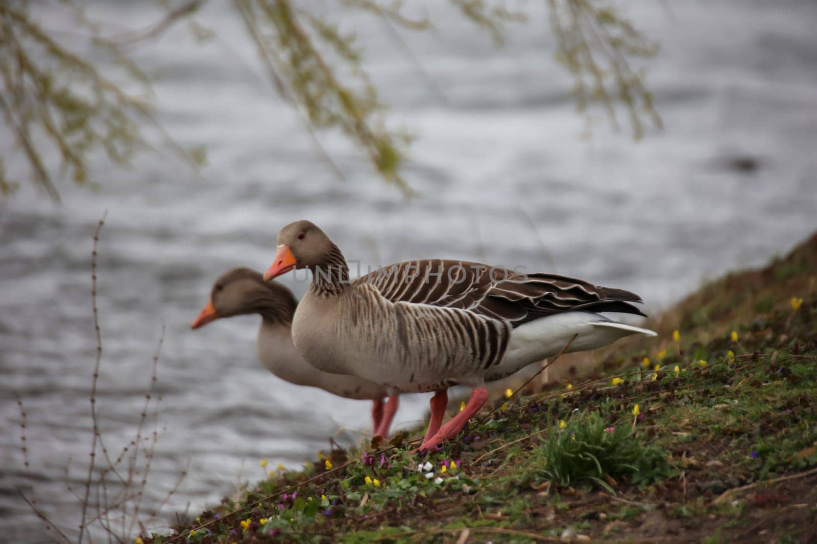 Portrait of a gray goose at a pond.