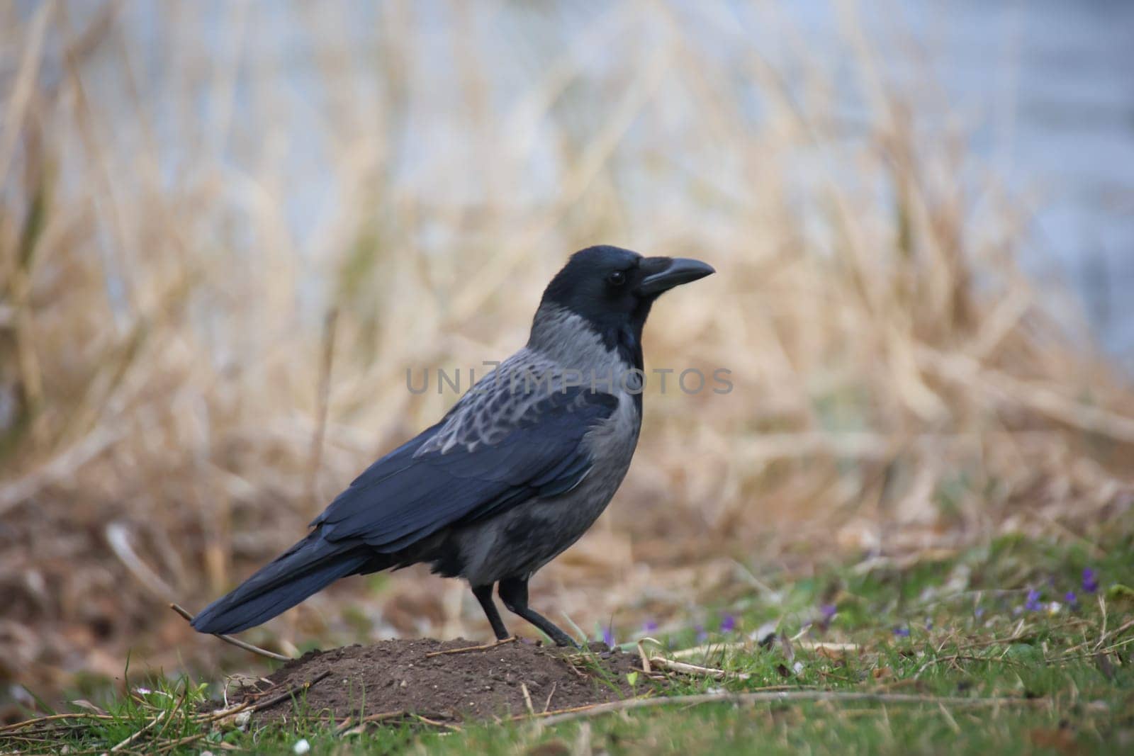 A carrion crow at the edge of a lake foraging.