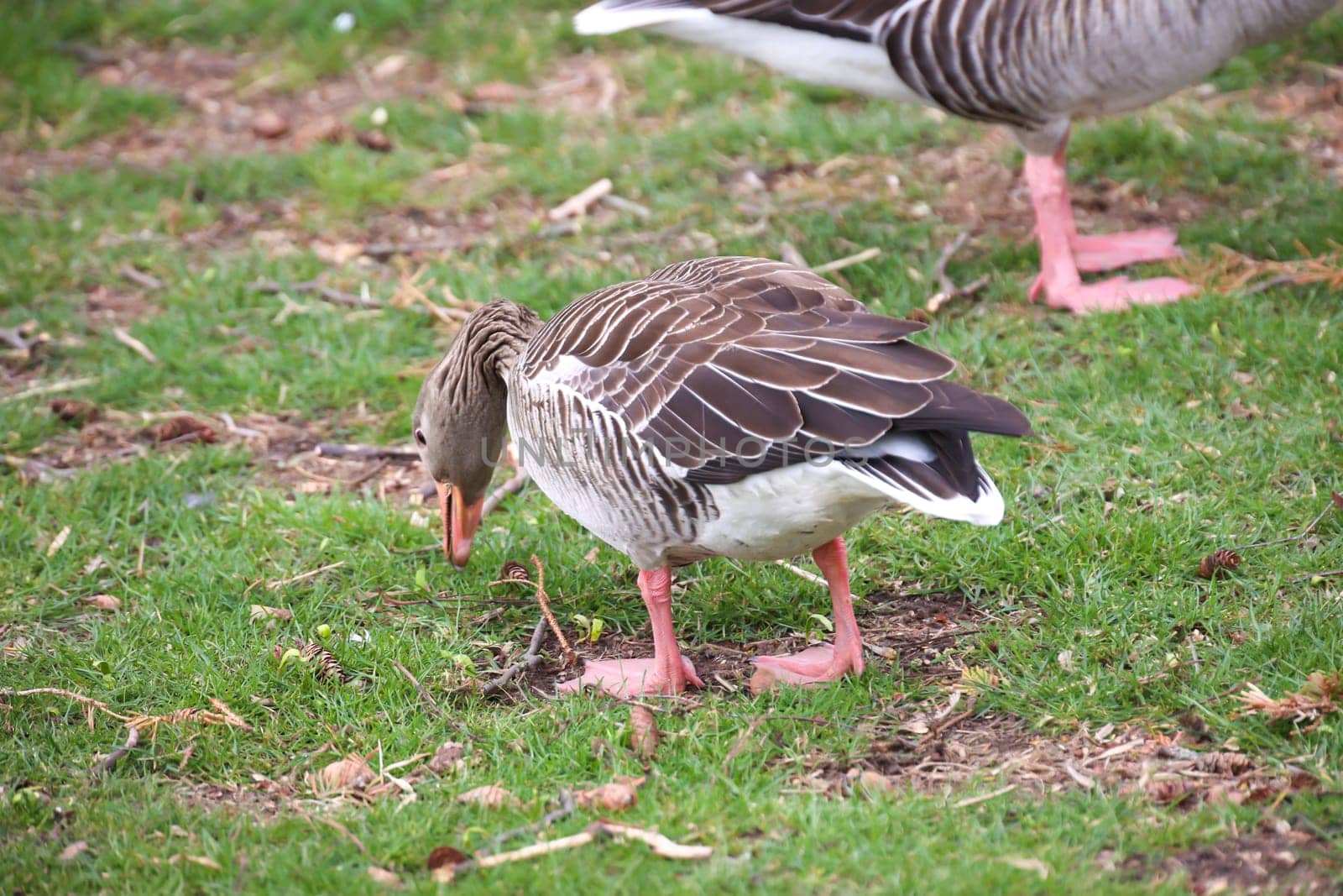 Portrait of a gray goose at a pond.