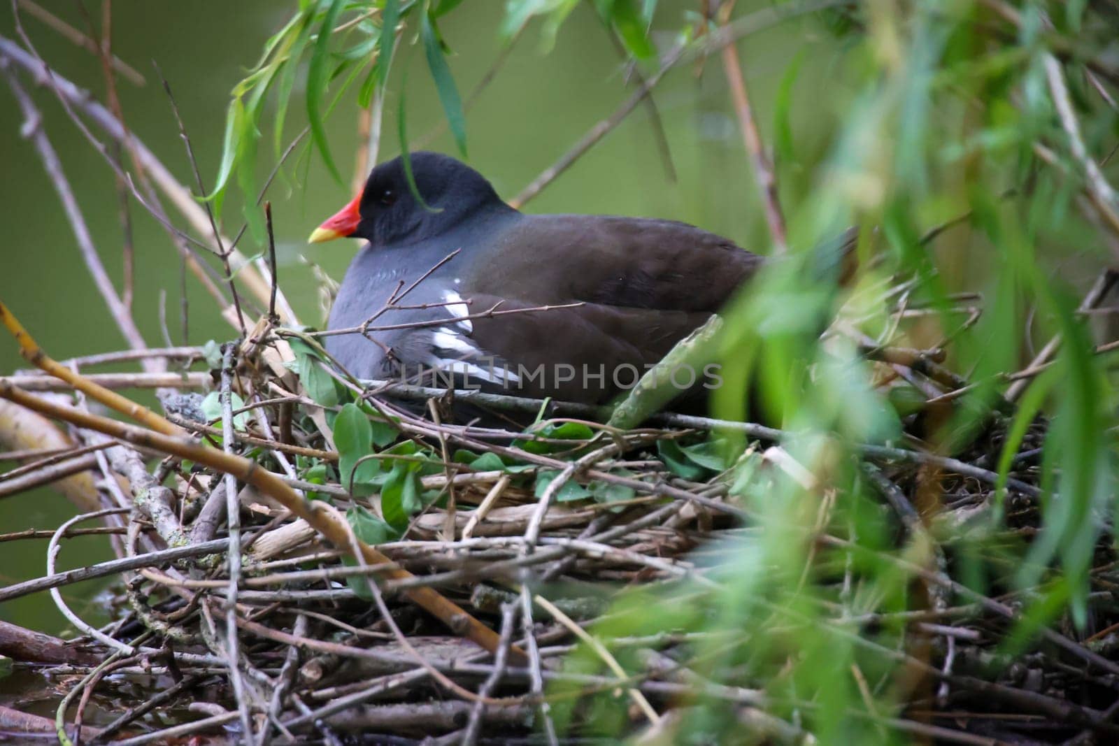 A pond rail, a pond hen on her nest to breed.