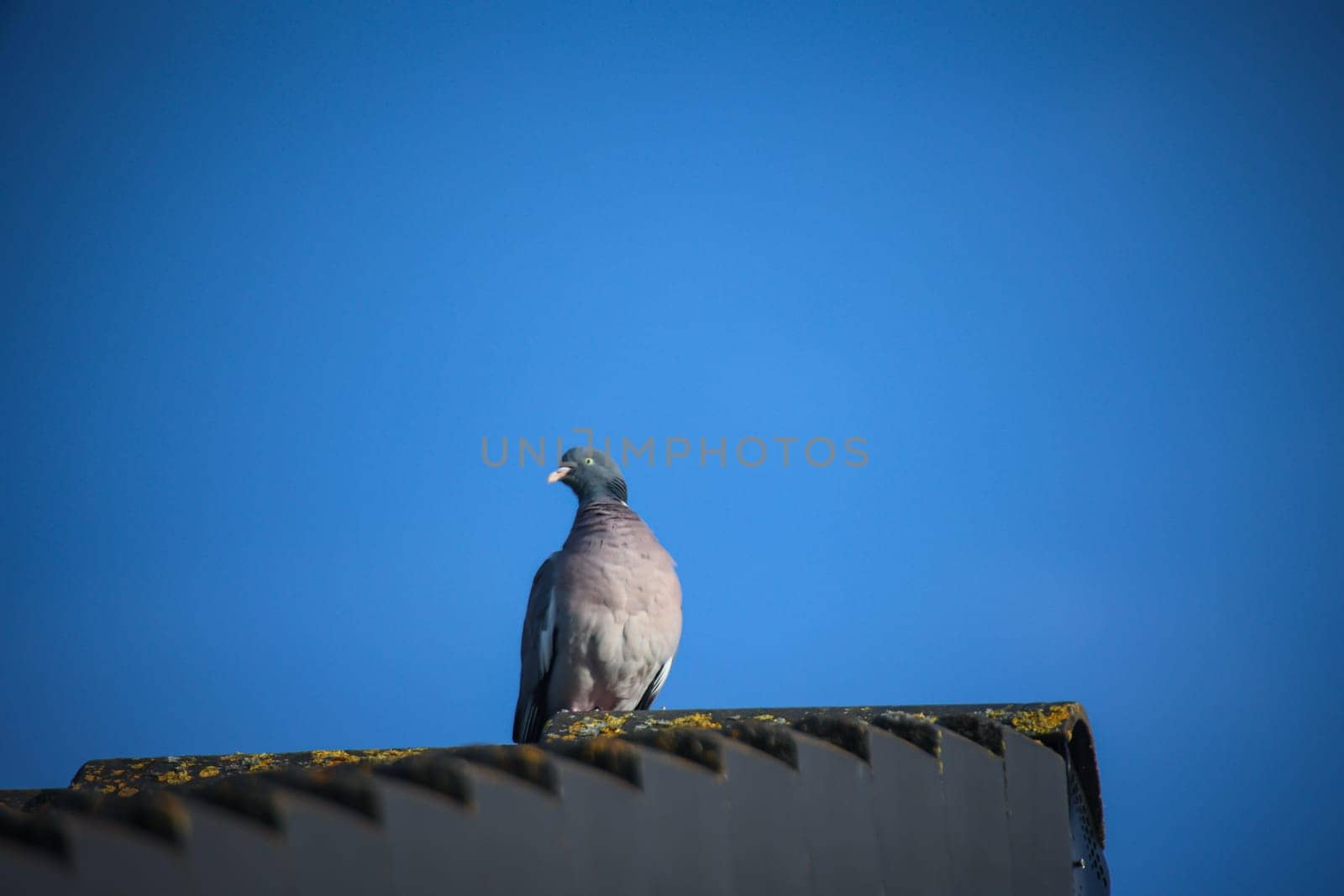 Portrait of a pigeon. It belongs to the group, order of pigeon birds.