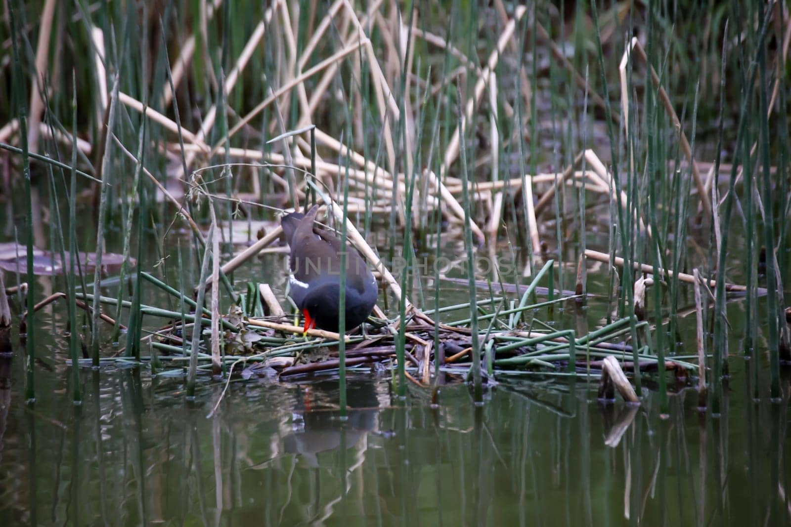 A pond rail, a pond hen on her nest to breed.