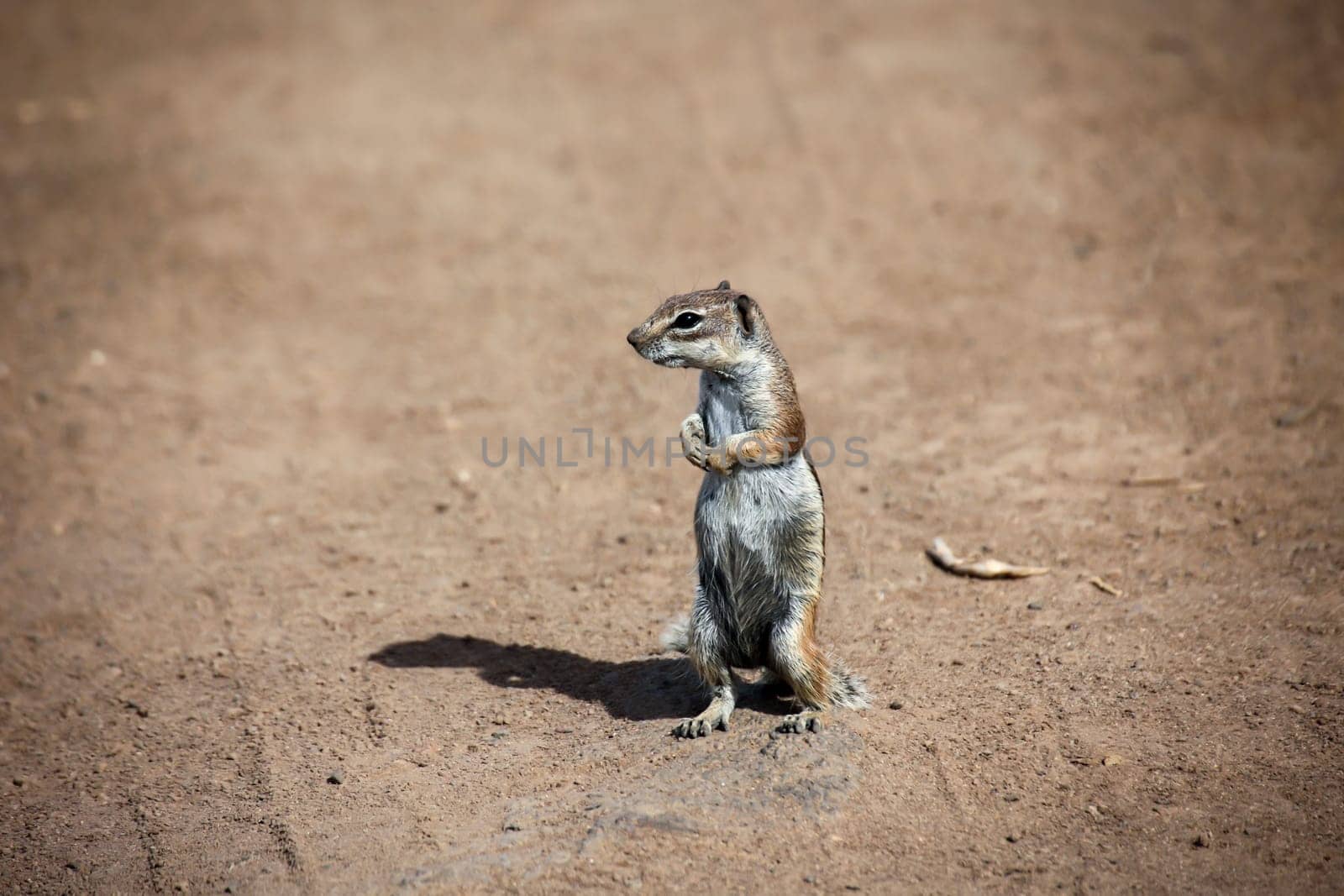 An old squirrel on the island of Fuerteventura.
