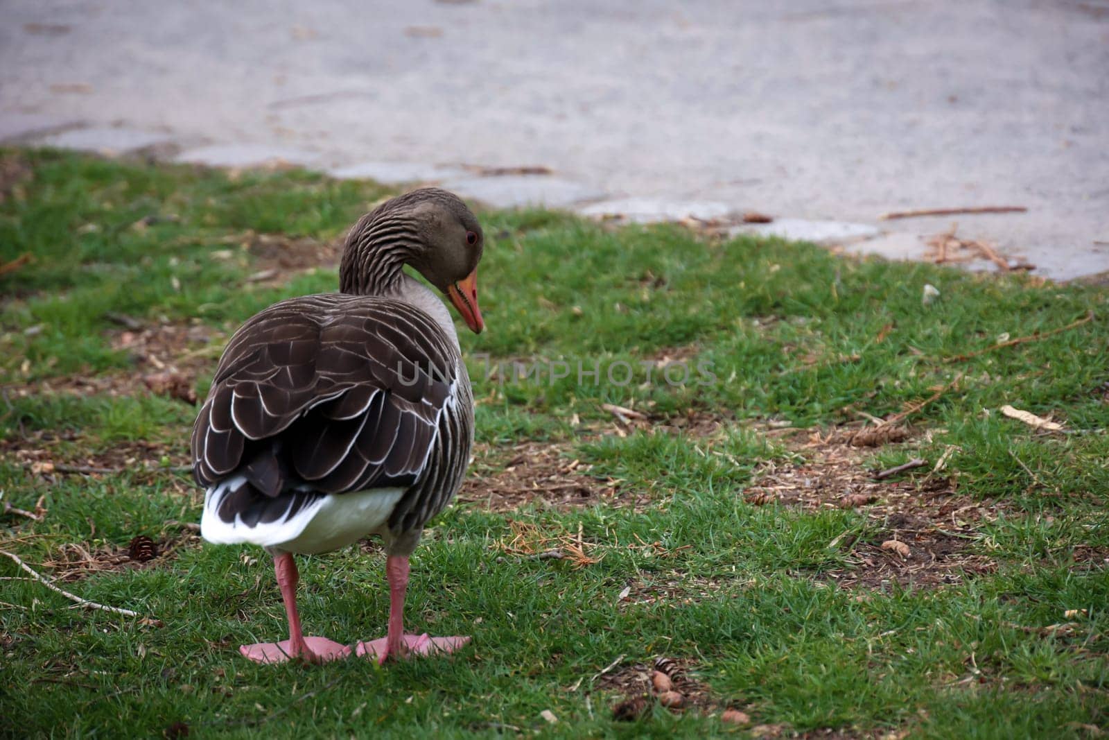 Portrait of a gray goose at a pond.