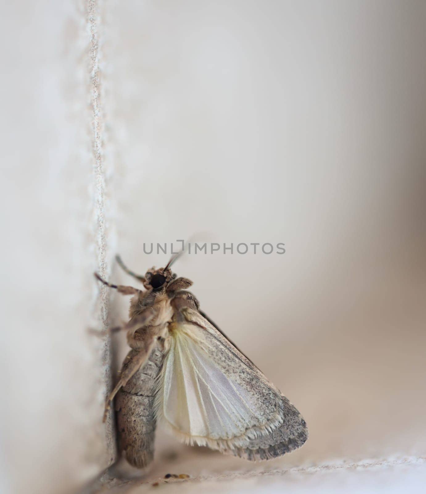 A butterfly on a house wall. They are found on Fuerteventura.