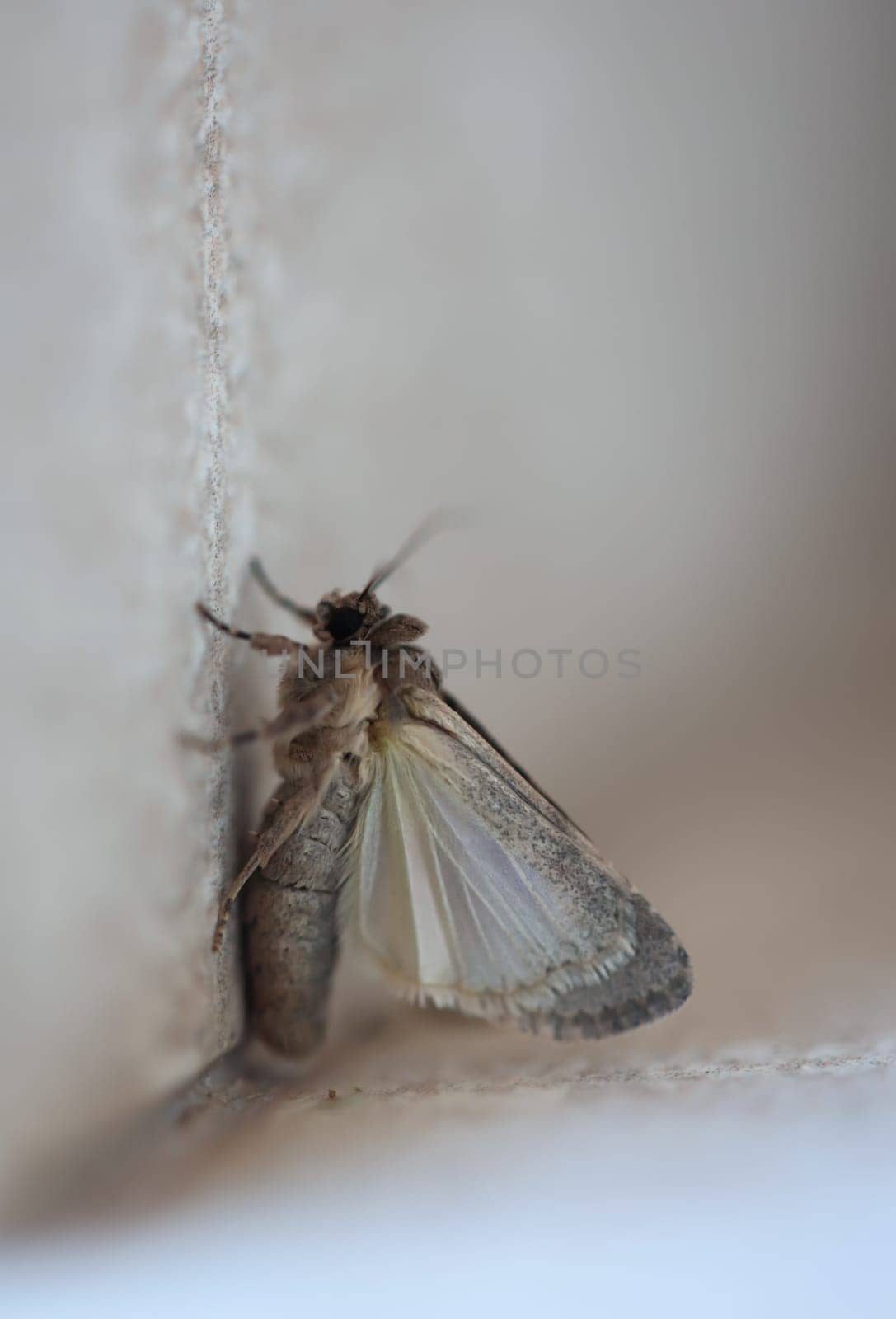 A butterfly on a house wall. They are found on Fuerteventura.