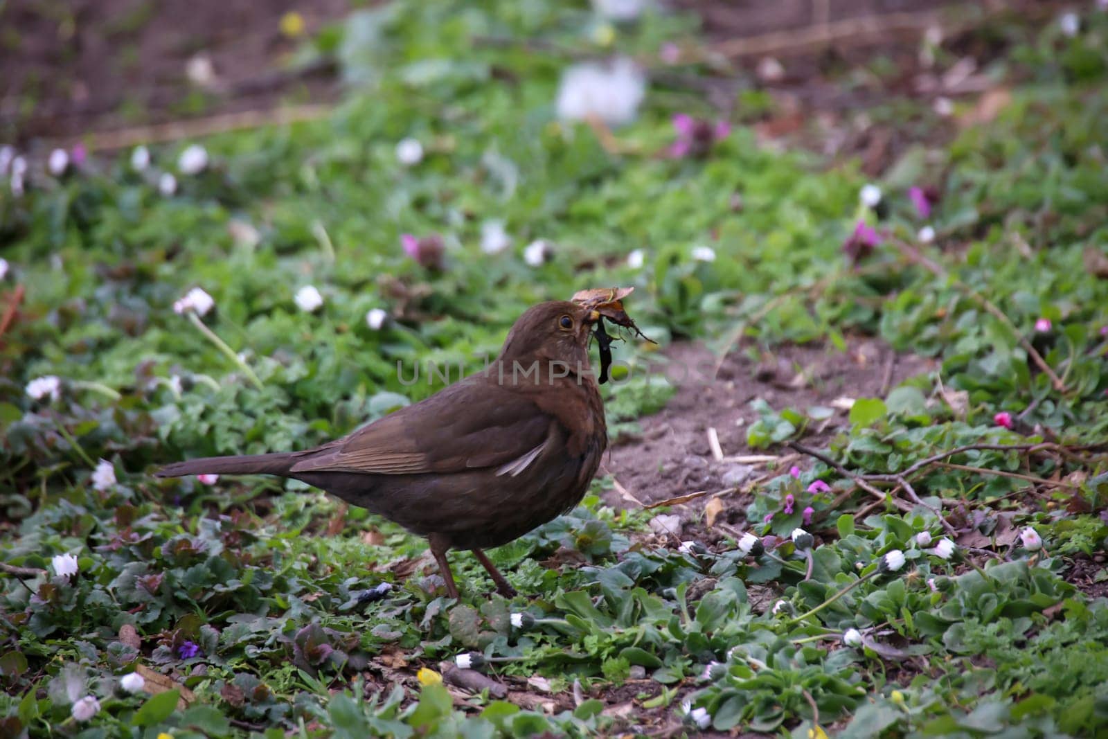 A blackbird with building material for its nest.