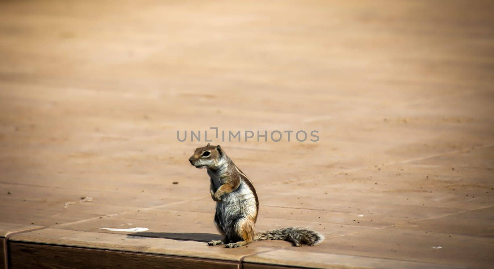 An old squirrel on the island of Fuerteventura.
