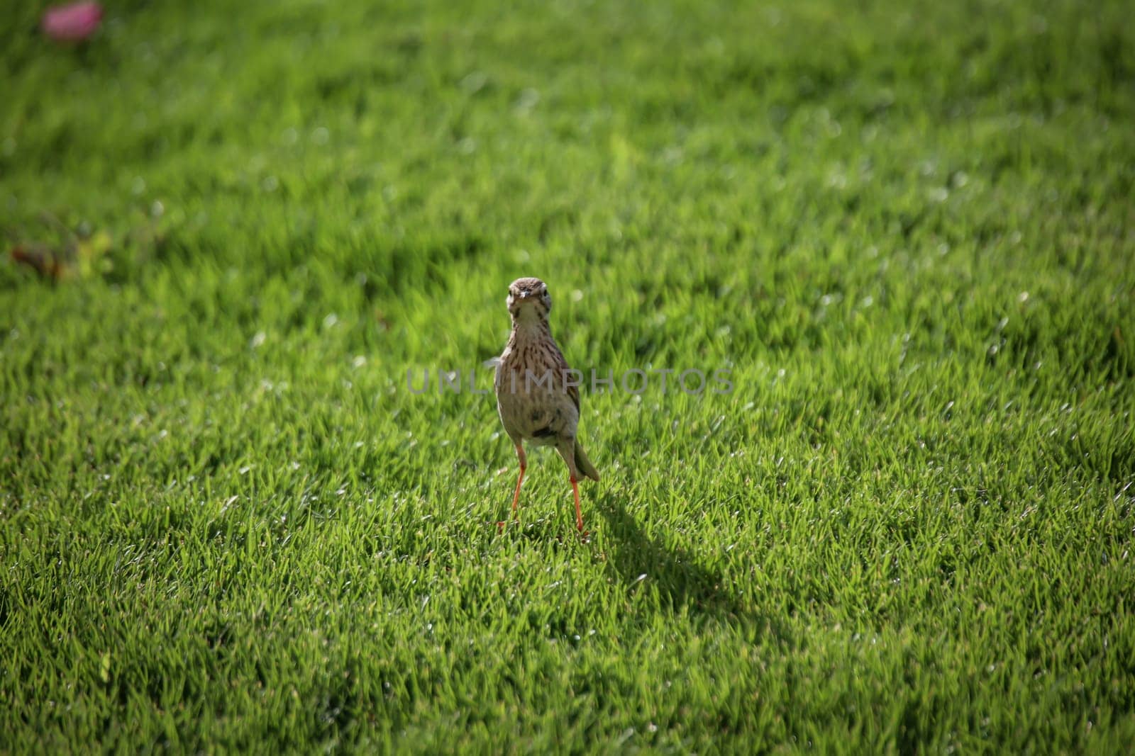 Portrait of a Canary Pipit, Anthus berthelotii, a songbird of stilts and peepers.