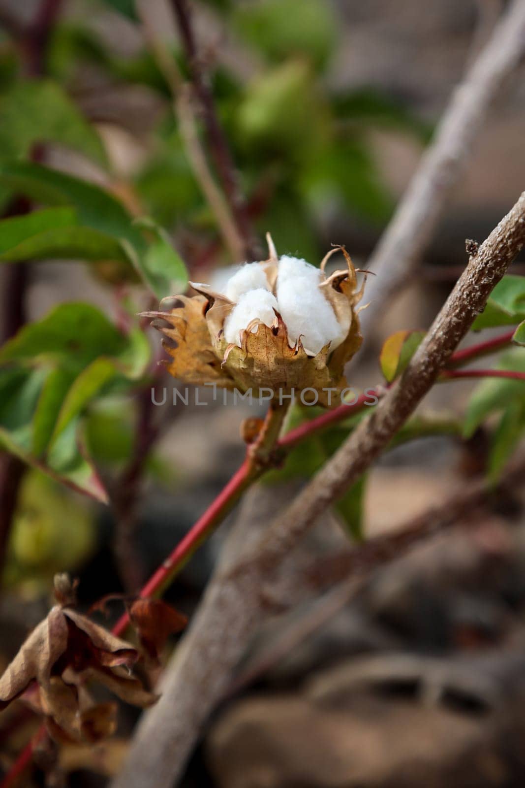 On one plant still hang the cotton. Cotton belongs to the mallow family.